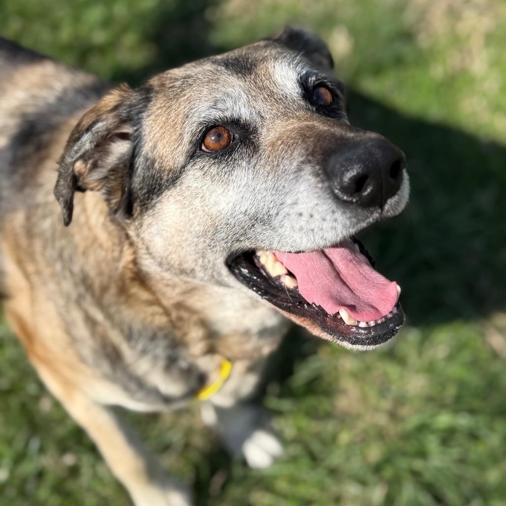 Enlarge Silver Bell, a Adoptable Mixed Breed in Jeffersonville, IN image 4/4