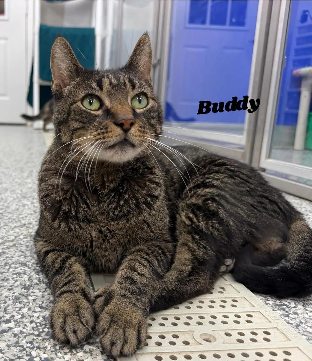 Buddy, Adoptable, Senior Male Domestic Short Hair.