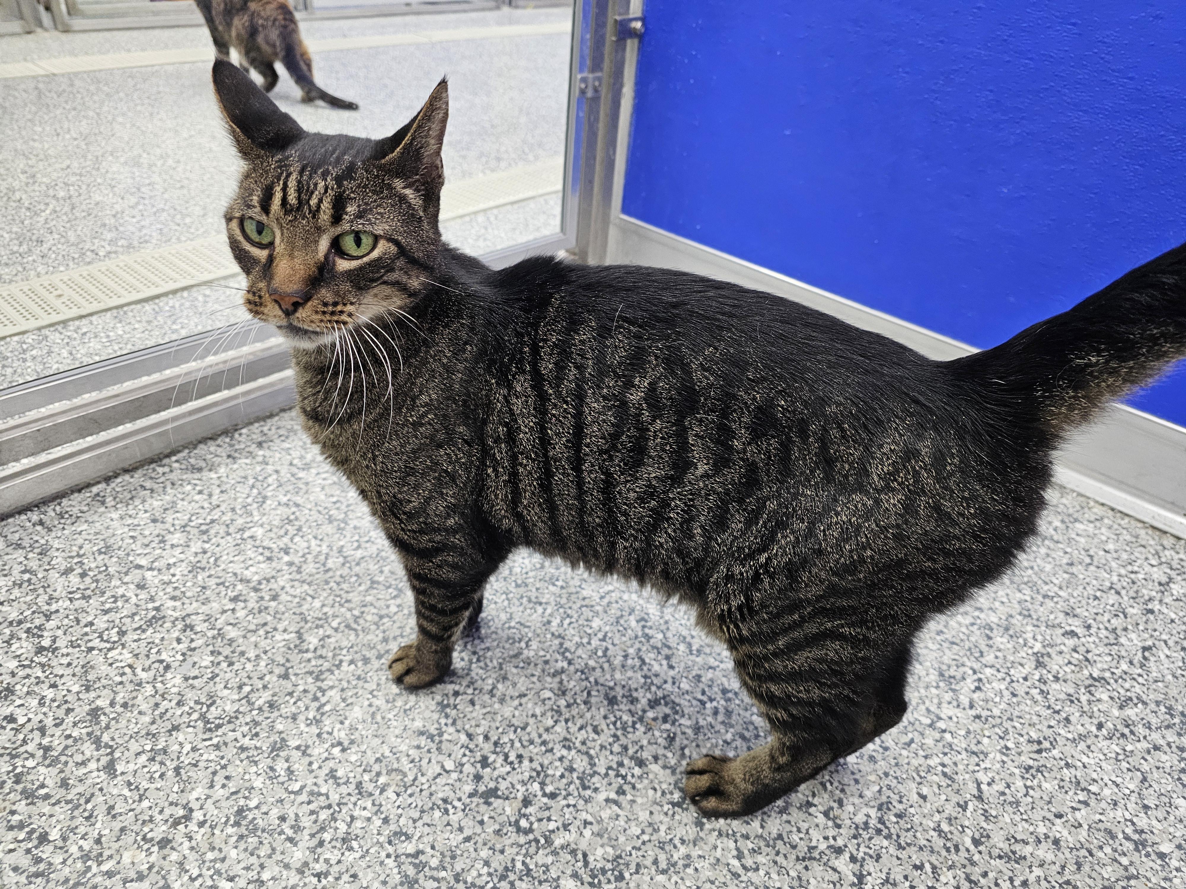 Enlarge Buddy, a Adoptable Domestic Short Hair in Dunkirk, NY image 1/1
