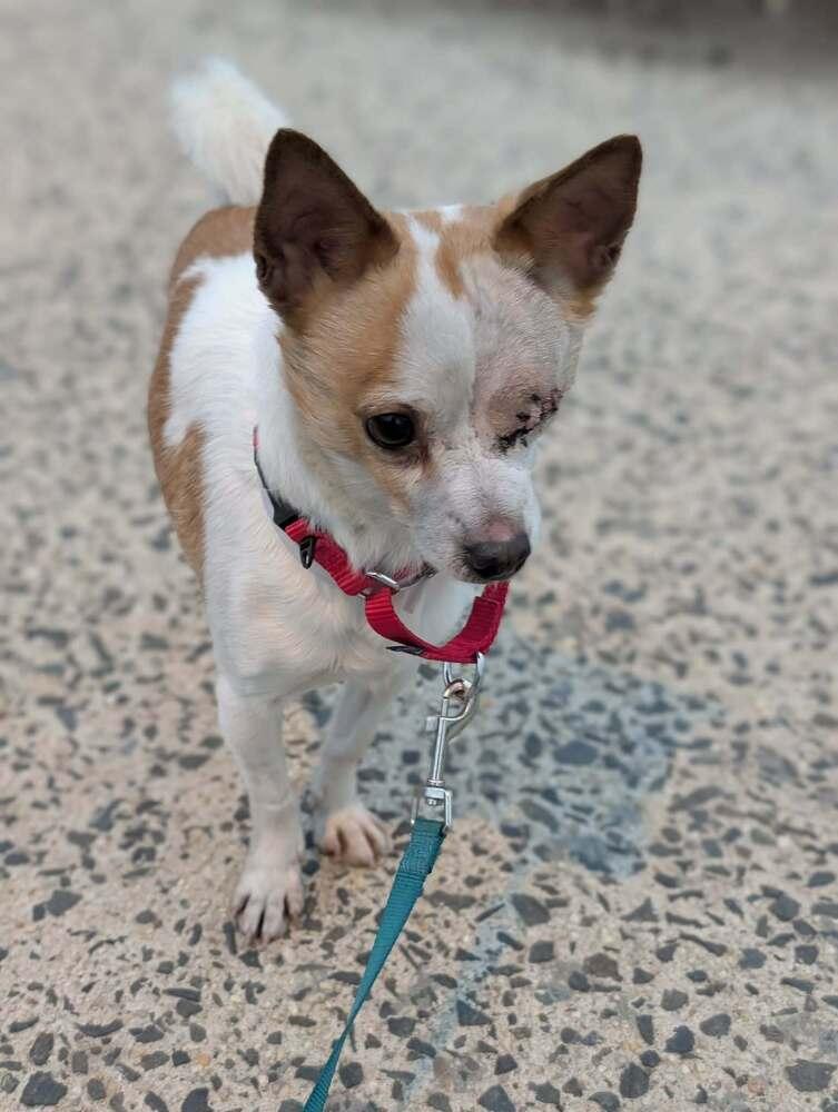 Enlarge Chi Chi, a Adoptable mixed breed in New York, NY image 1/6