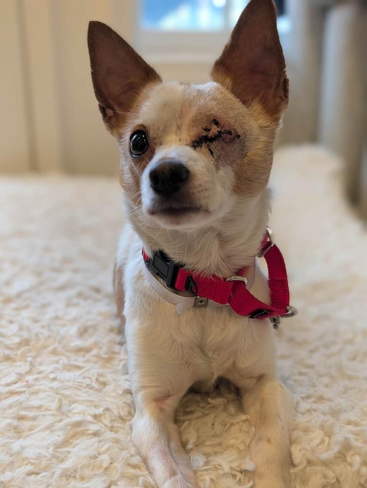 Enlarge Chi Chi, a Adoptable mixed breed in New York, NY image 2/6