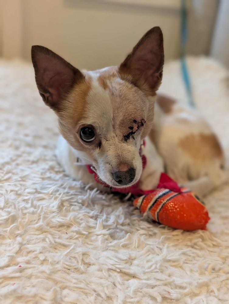 Enlarge Chi Chi, a Adoptable mixed breed in New York, NY image 3/6