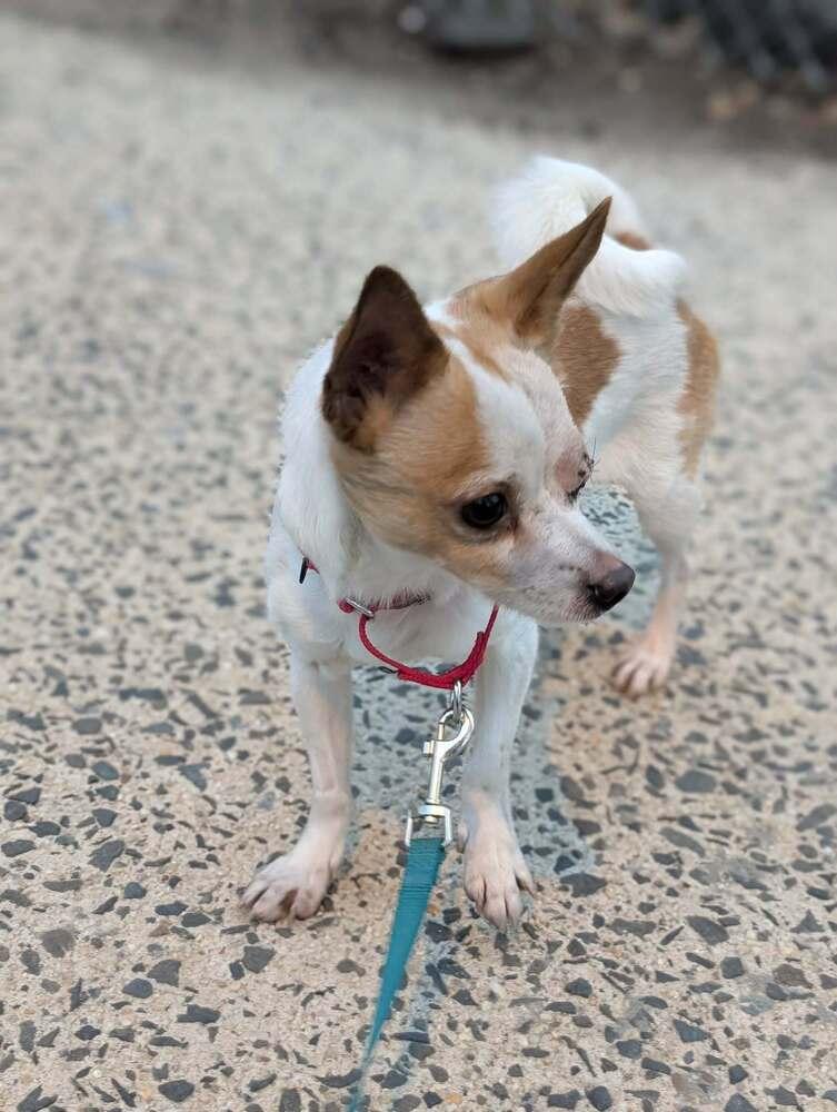Enlarge Chi Chi, a Adoptable mixed breed in New York, NY image 5/6