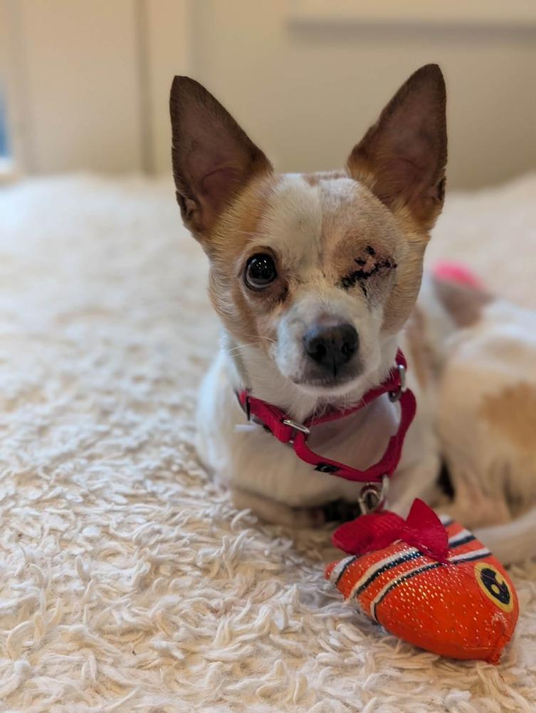 Enlarge Chi Chi, a Adoptable mixed breed in New York, NY image 6/6