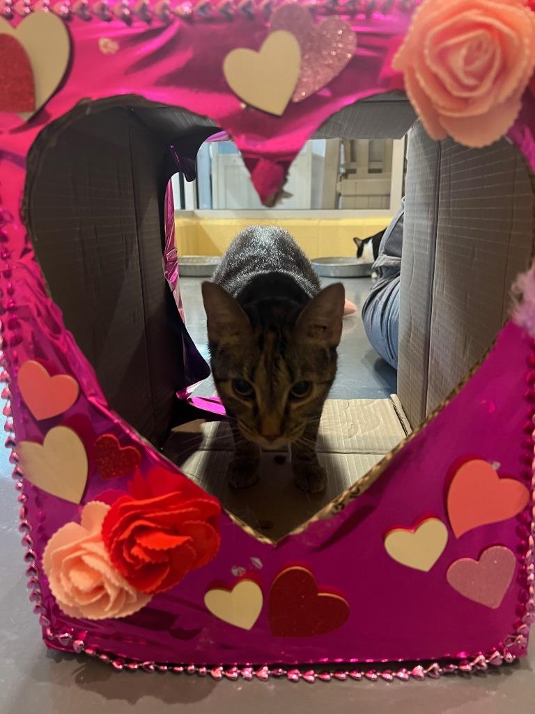 Marina, Adoptable, Adult Female Domestic Short Hair.