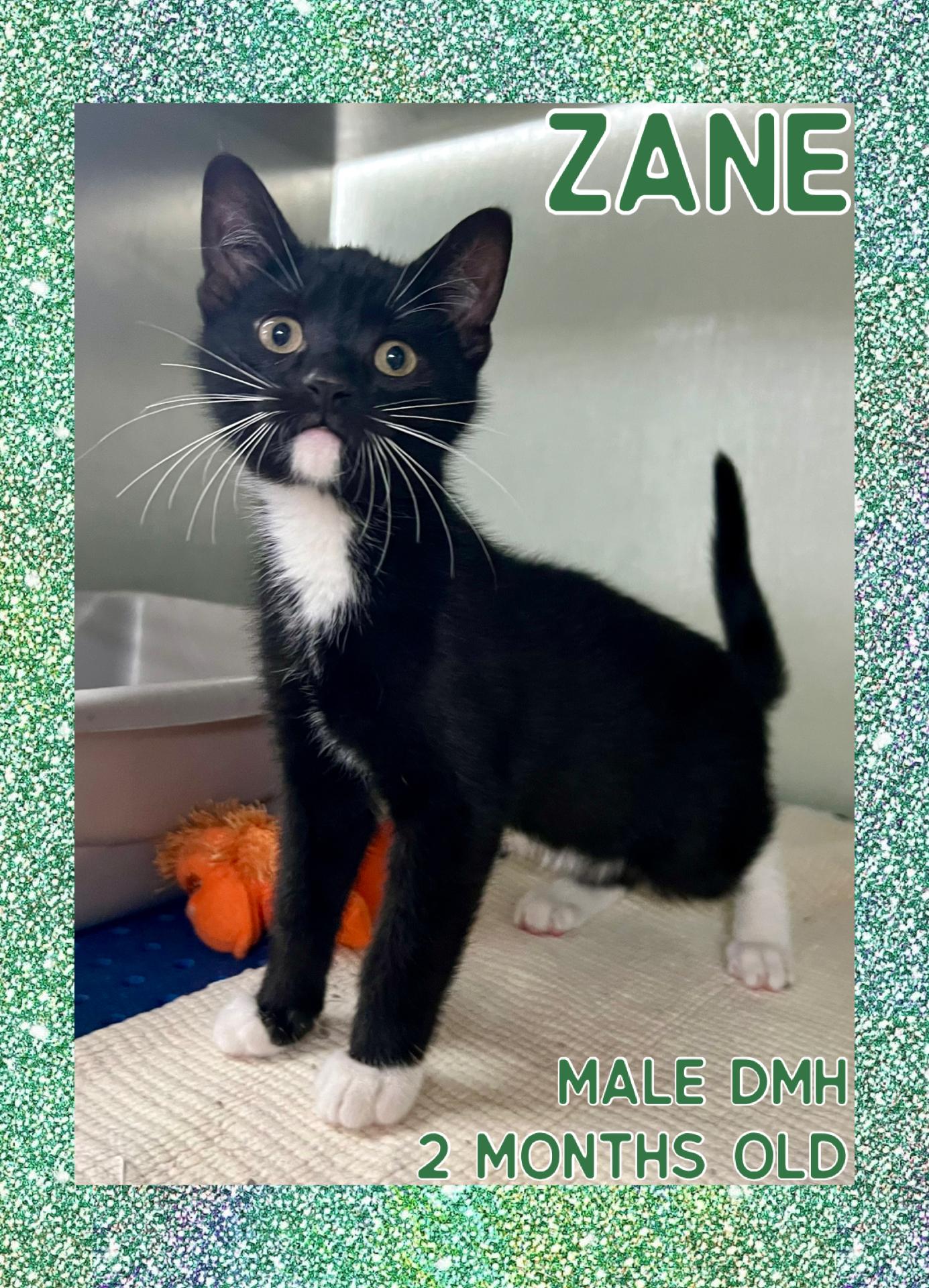 Zane photo 1