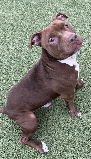 Enlarge HERSHEY, a Adoptable Pit Bull Terrier in Newton, NC image 1/1