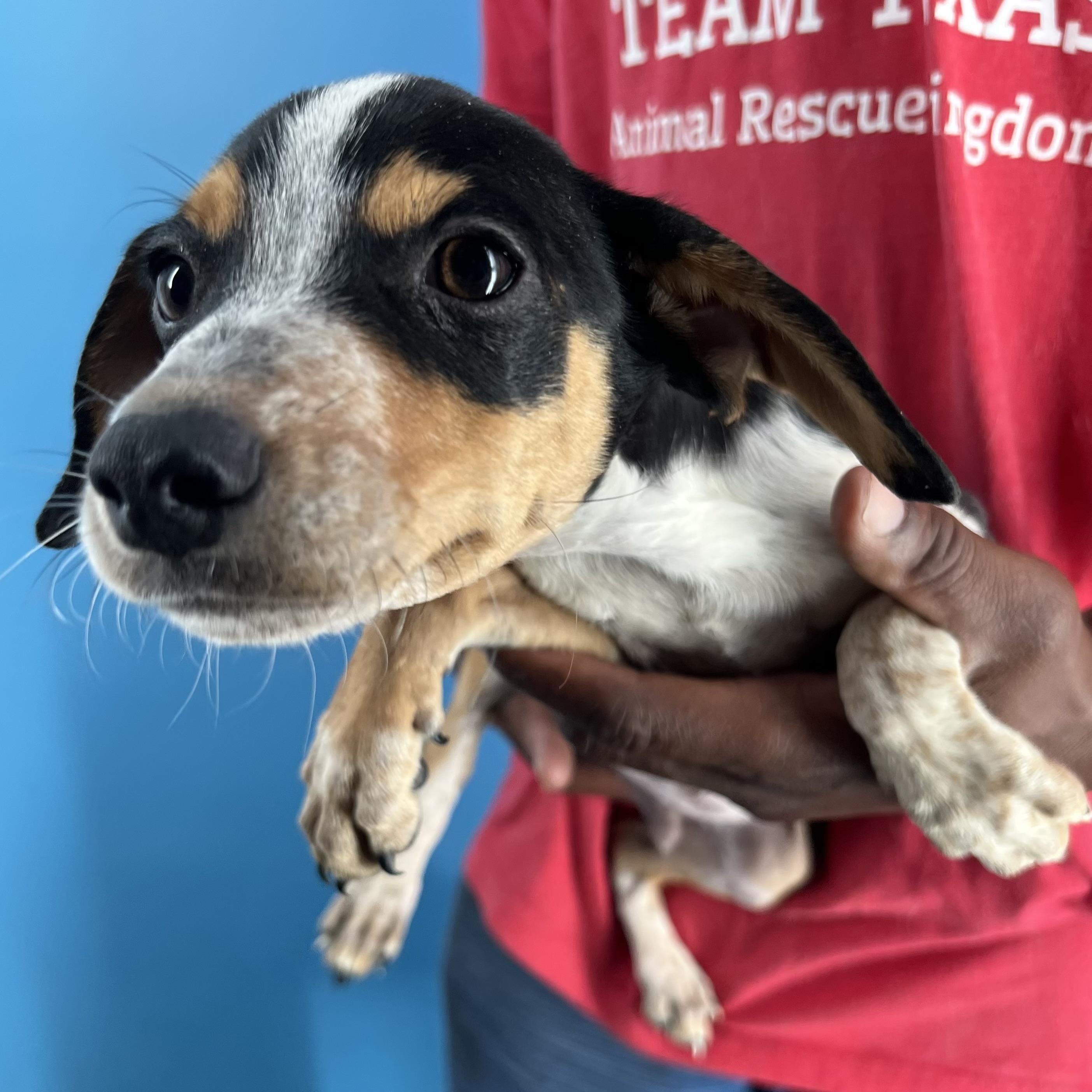 Rubio  Local Oct thumbnail 5