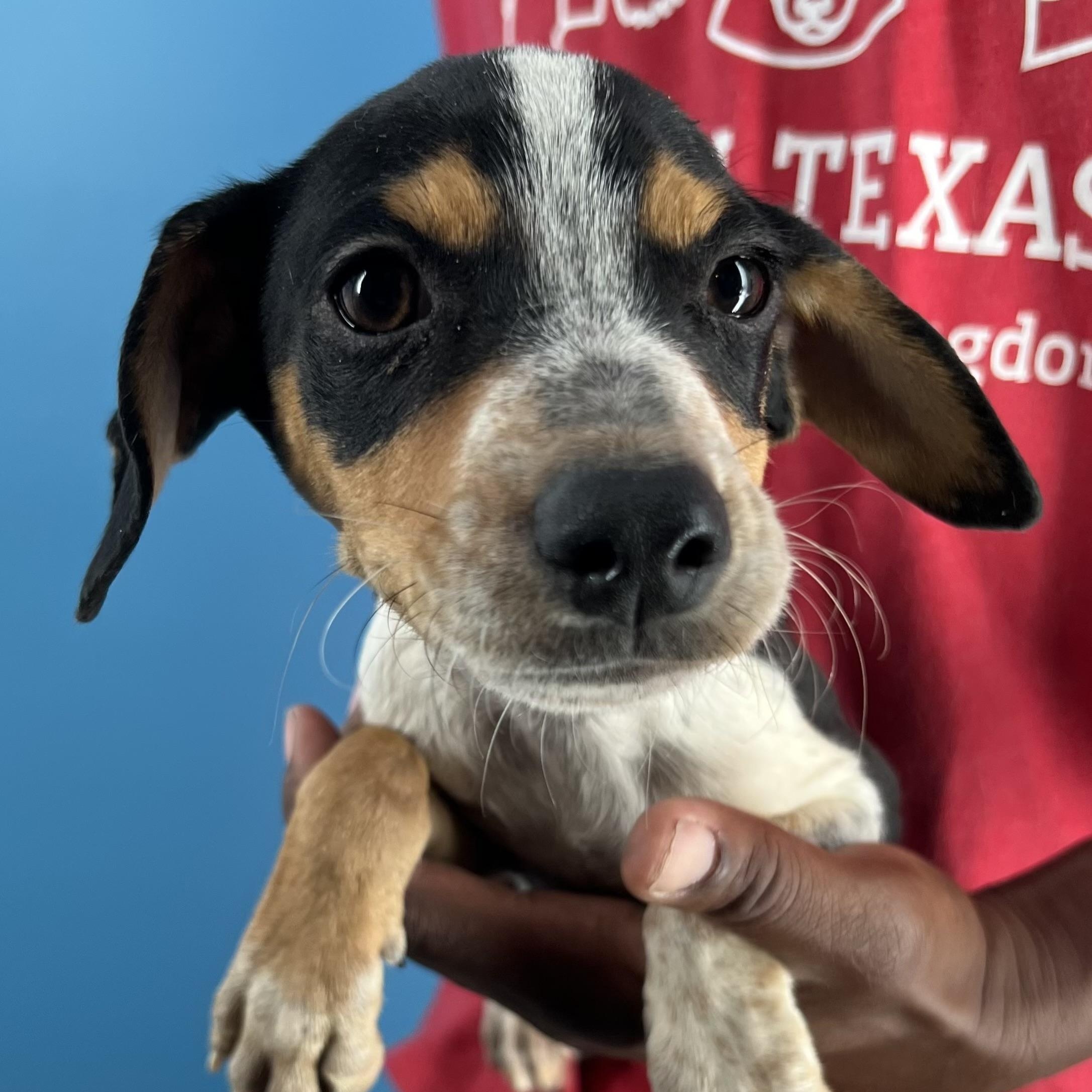 Rubio  Local Oct thumbnail 3