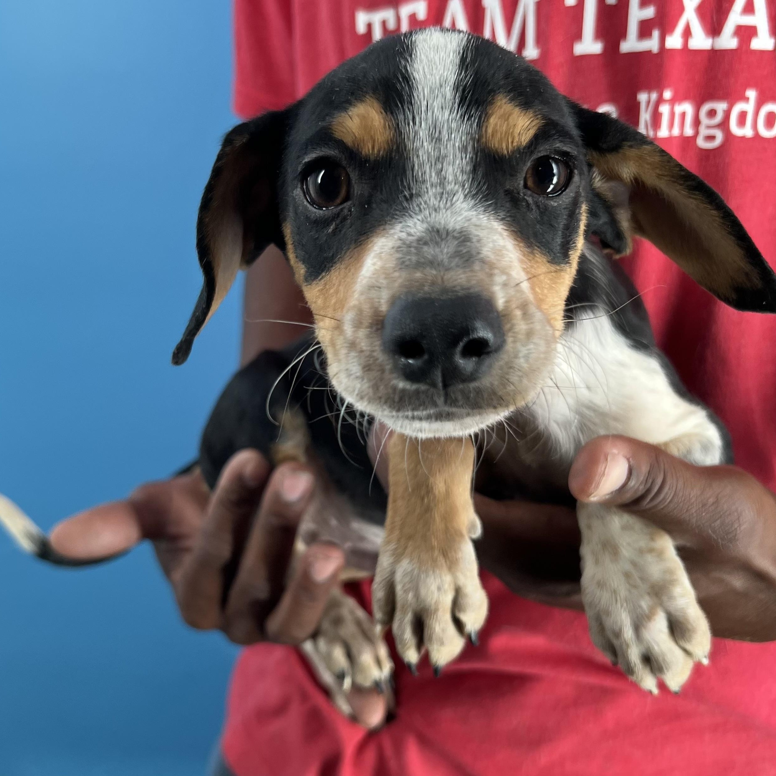 Rubio  Local Oct thumbnail 6