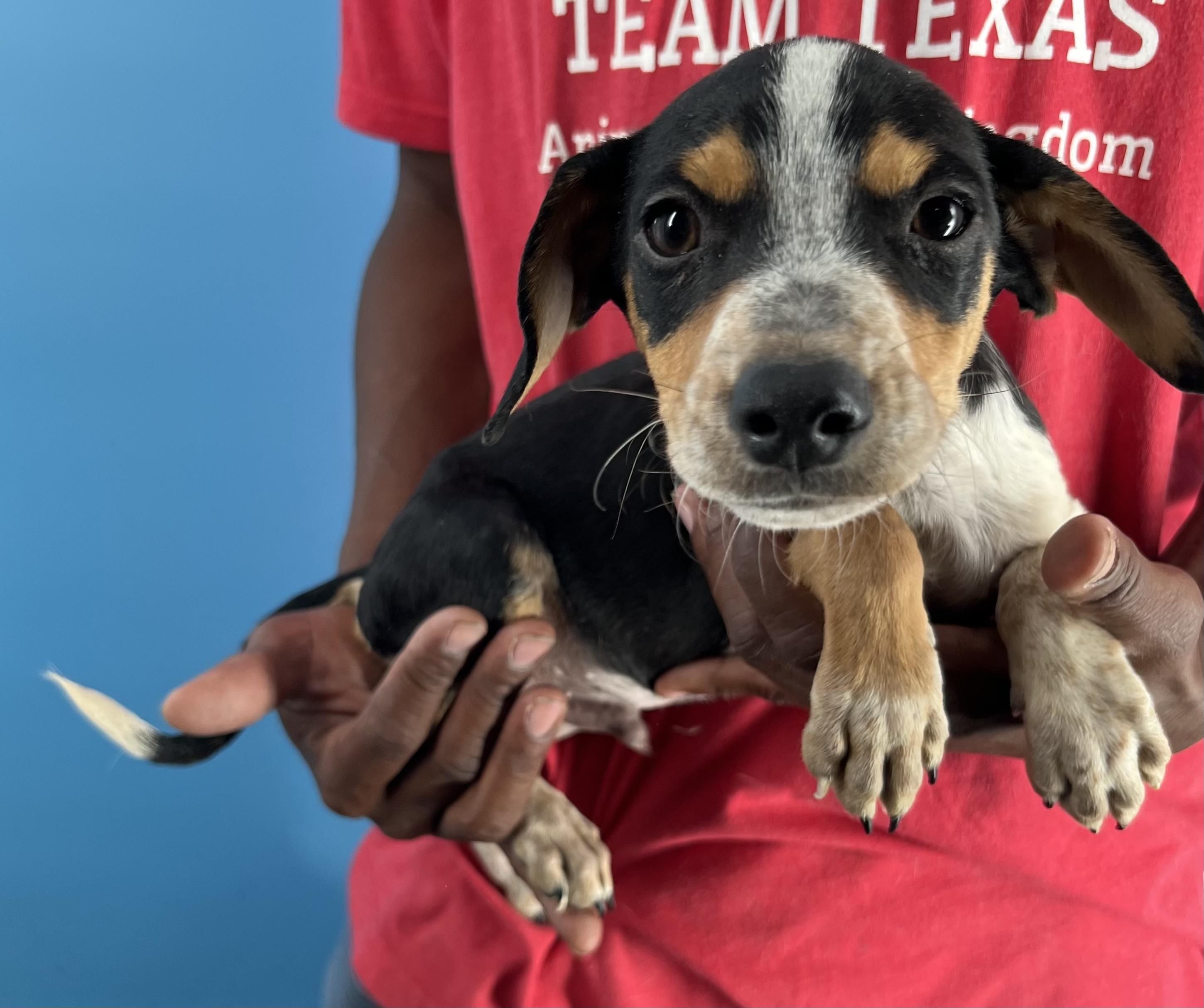 Rubio  Local Oct thumbnail 2