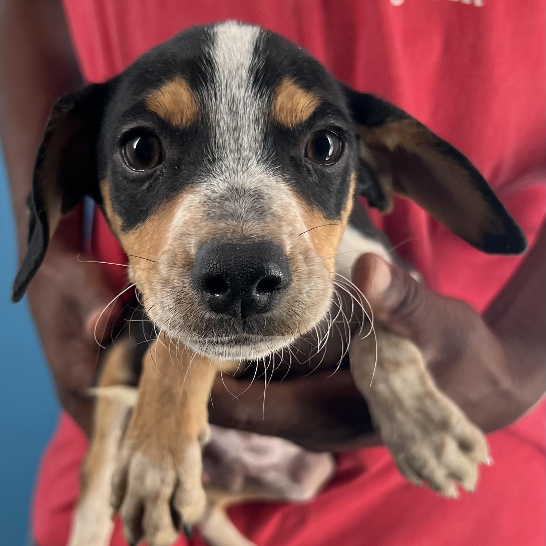 Rubio  Local Oct thumbnail 4