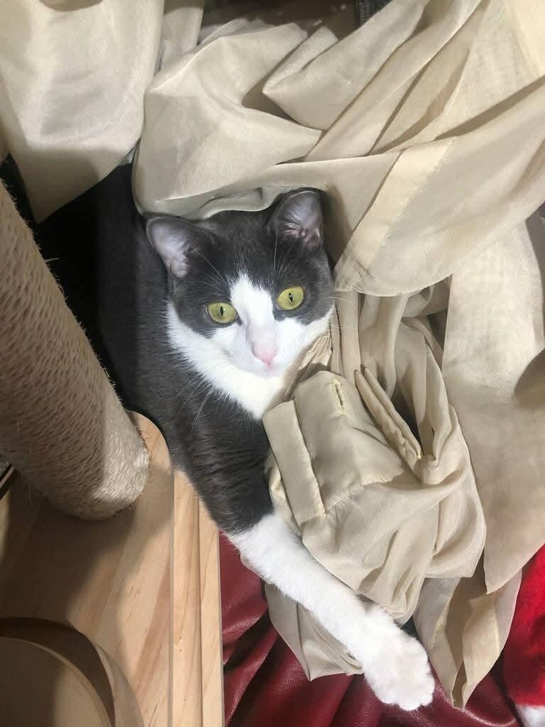 TORI, Adoptable, Young Female Tuxedo & American Shorthair.