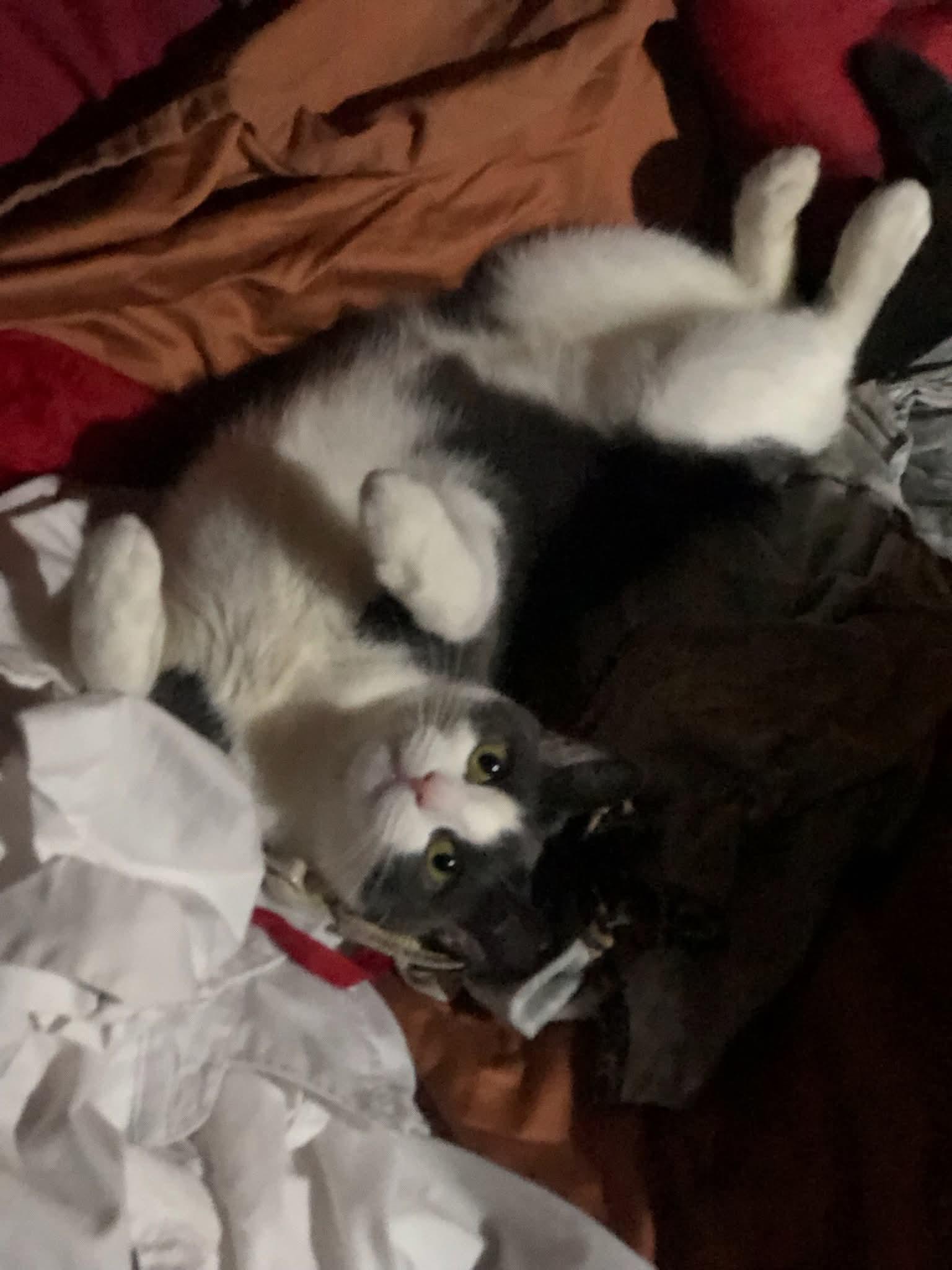 TORI, a Adoptable mixed breed in Hoboken, NJ image 2/6