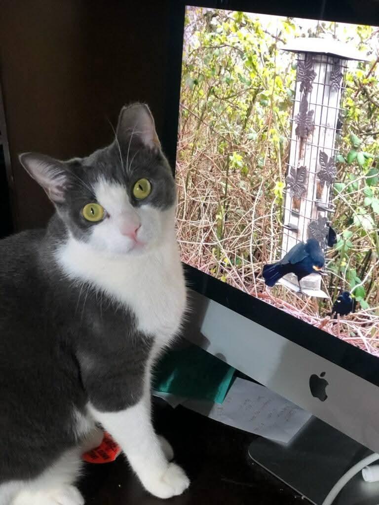 TORI, a Adoptable mixed breed in Hoboken, NJ image 4/6