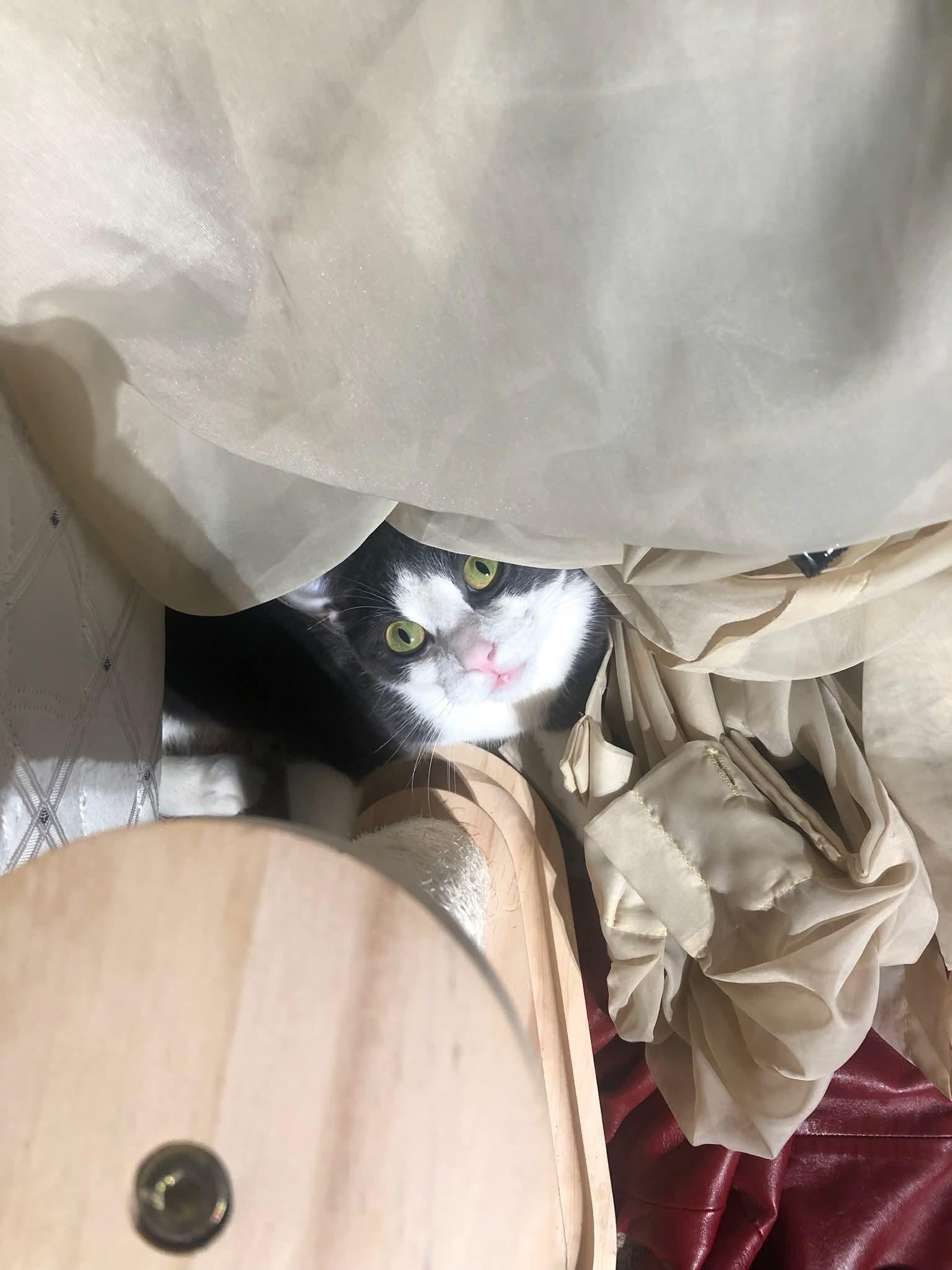 TORI, a Adoptable mixed breed in Hoboken, NJ image 5/6