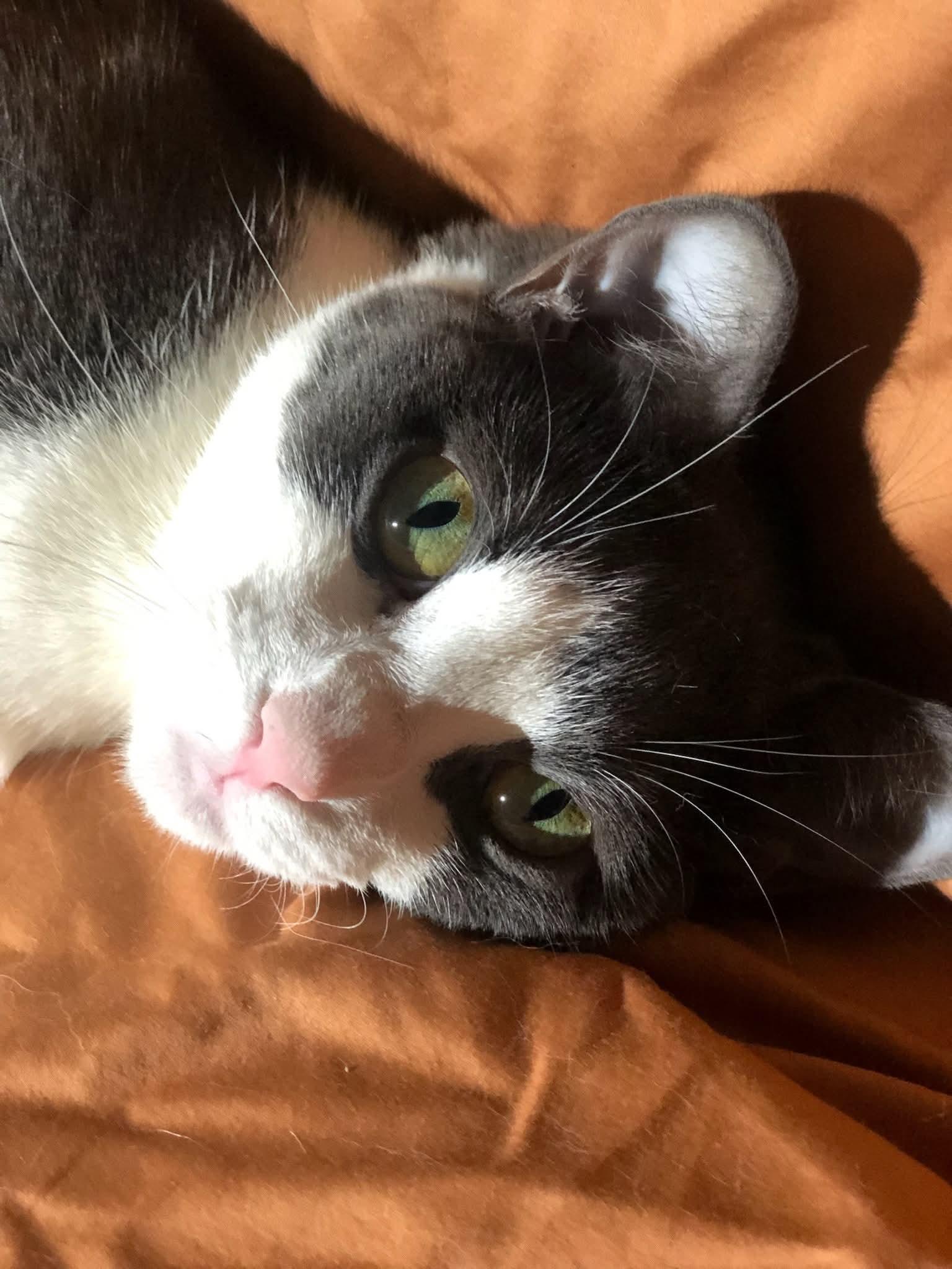 TORI, a Adoptable mixed breed in Hoboken, NJ image 6/6