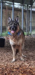 Rico, Adoptable, Adult Male German Shepherd Dog.