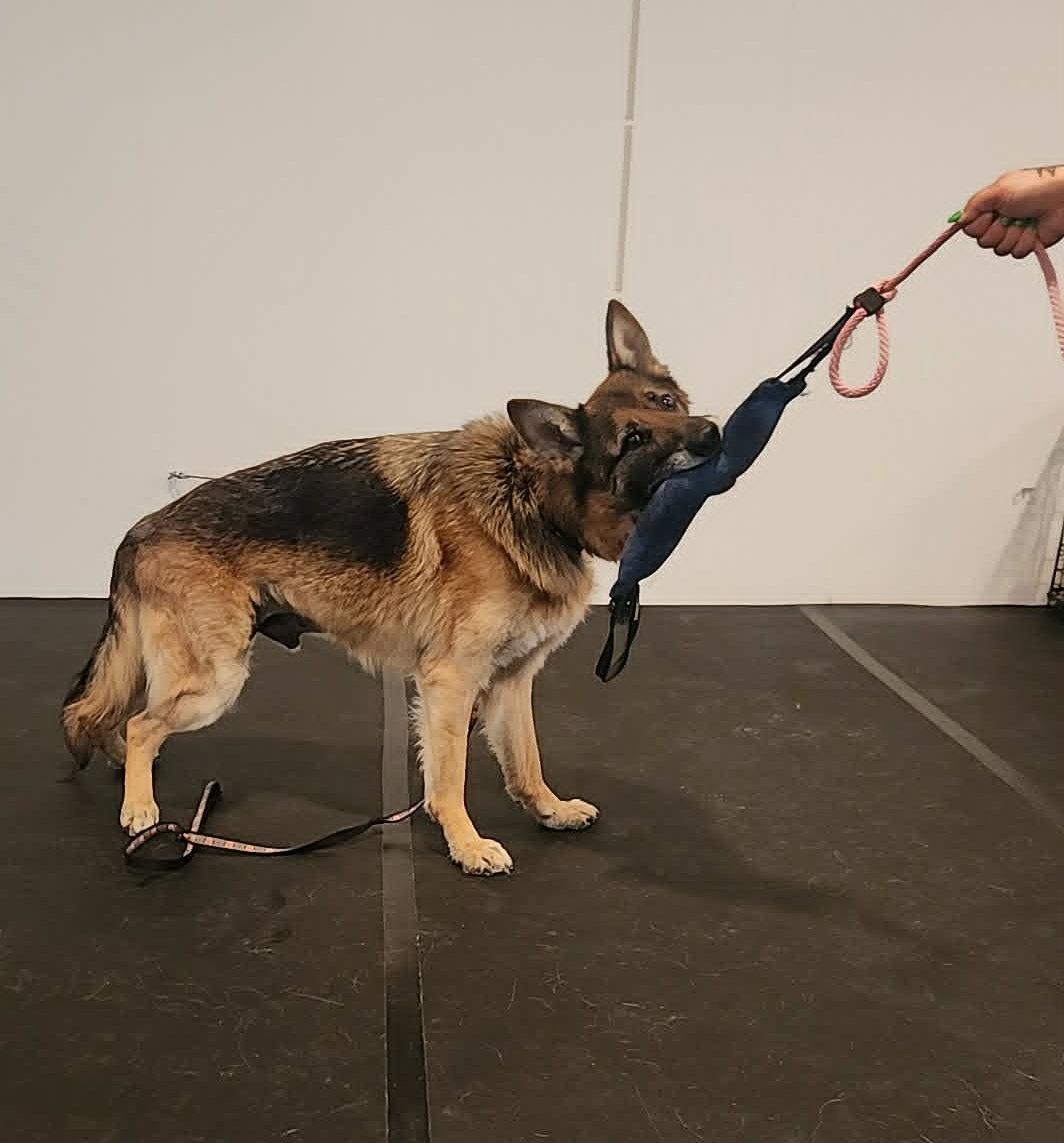Rico, Adoptable, Adult Male German Shepherd Dog.