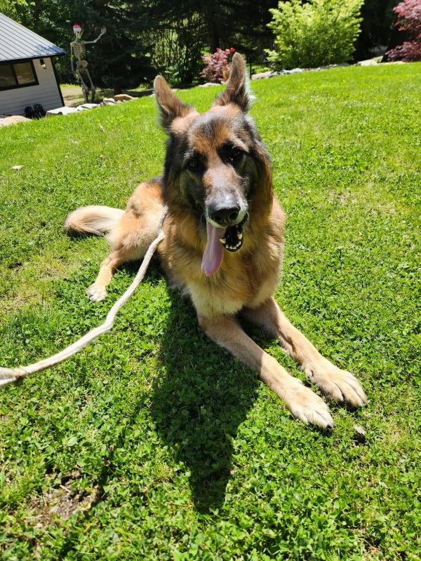Rico, Adoptable, Adult Male German Shepherd Dog.