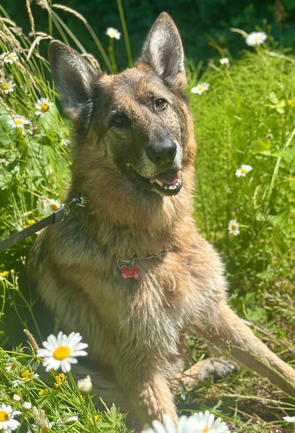 Rico, a Adoptable German Shepherd Dog in Bothell, WA image 2/3