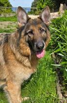 Enlarge Rico, a Adoptable German Shepherd Dog in Bothell, WA image 3/6