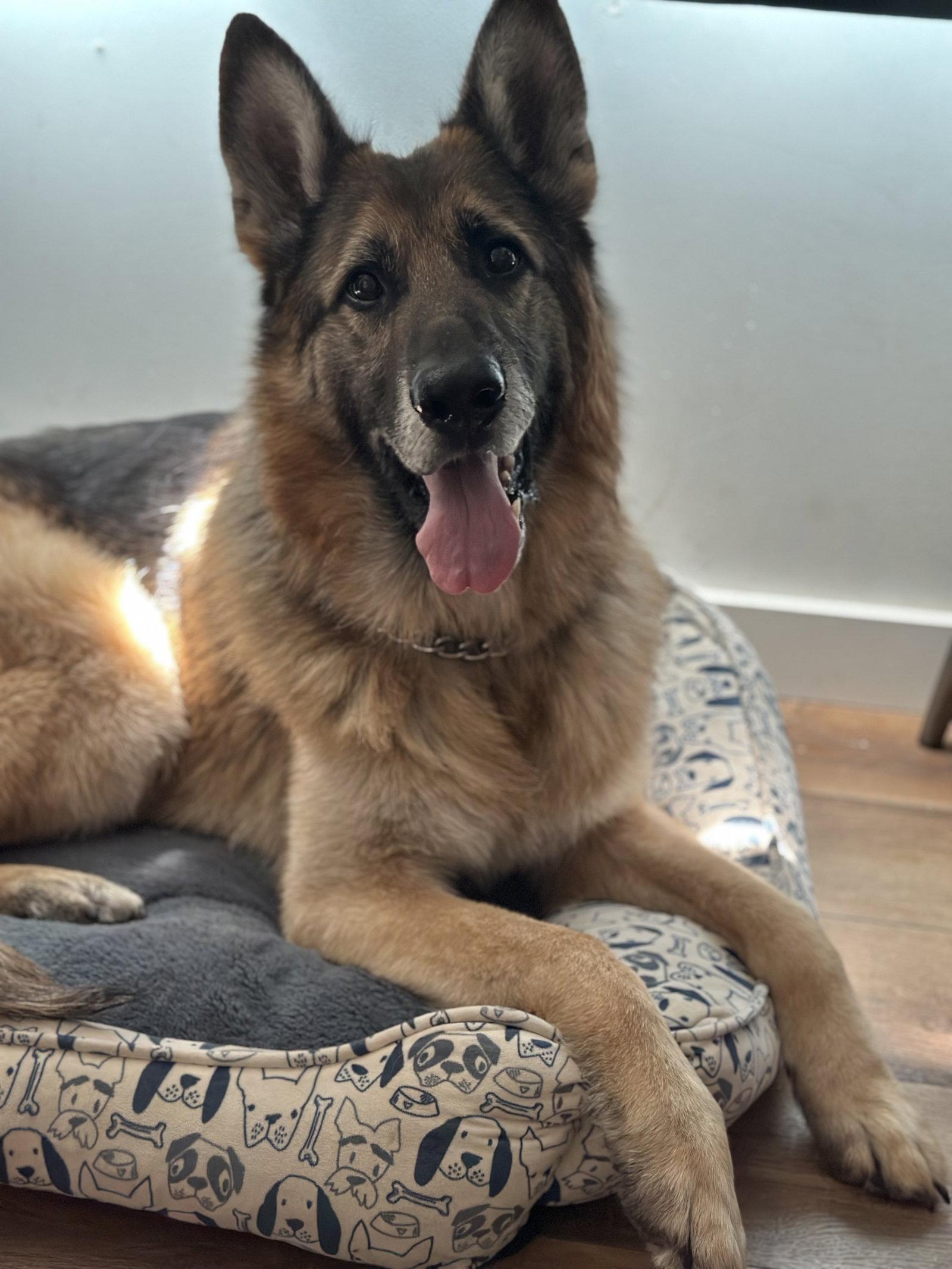 Rico, a Adoptable German Shepherd Dog in Bothell, WA image 3/3