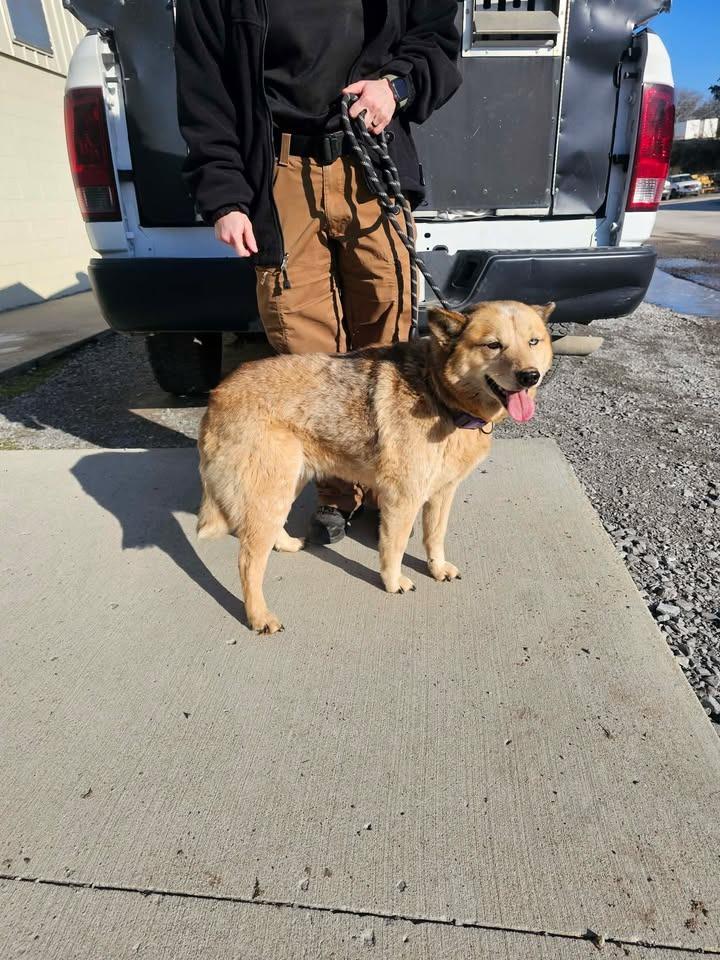 Foxy, a Adoptable Australian Cattle Dog / Blue Heeler in Shelbyville, TN image 1/2