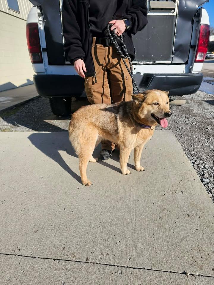 Foxy, a Adoptable Australian Cattle Dog / Blue Heeler in Shelbyville, TN image 2/2