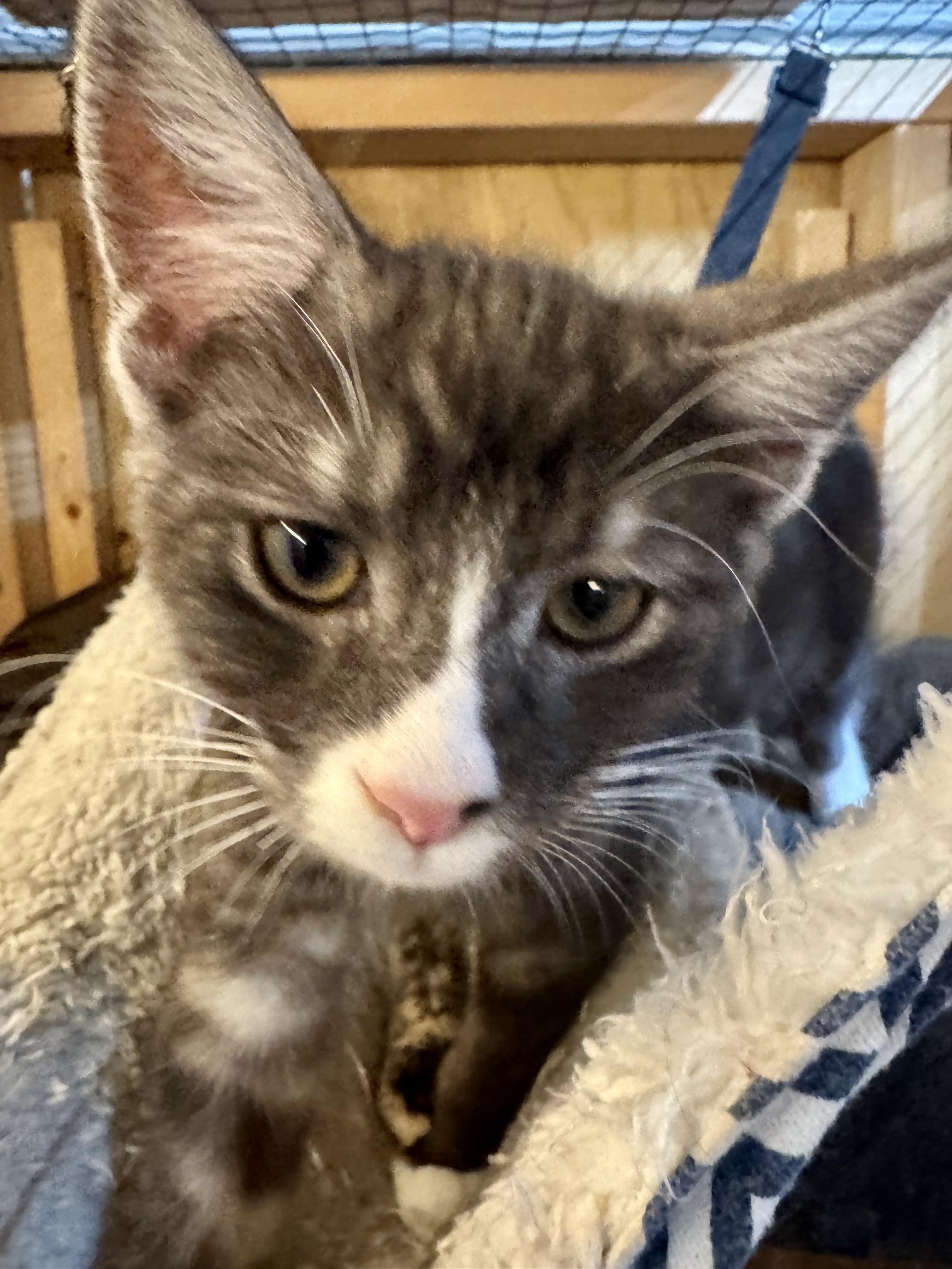 Enlarge Kai, a Adopted Domestic Short Hair in Centerville, GA image 1/3