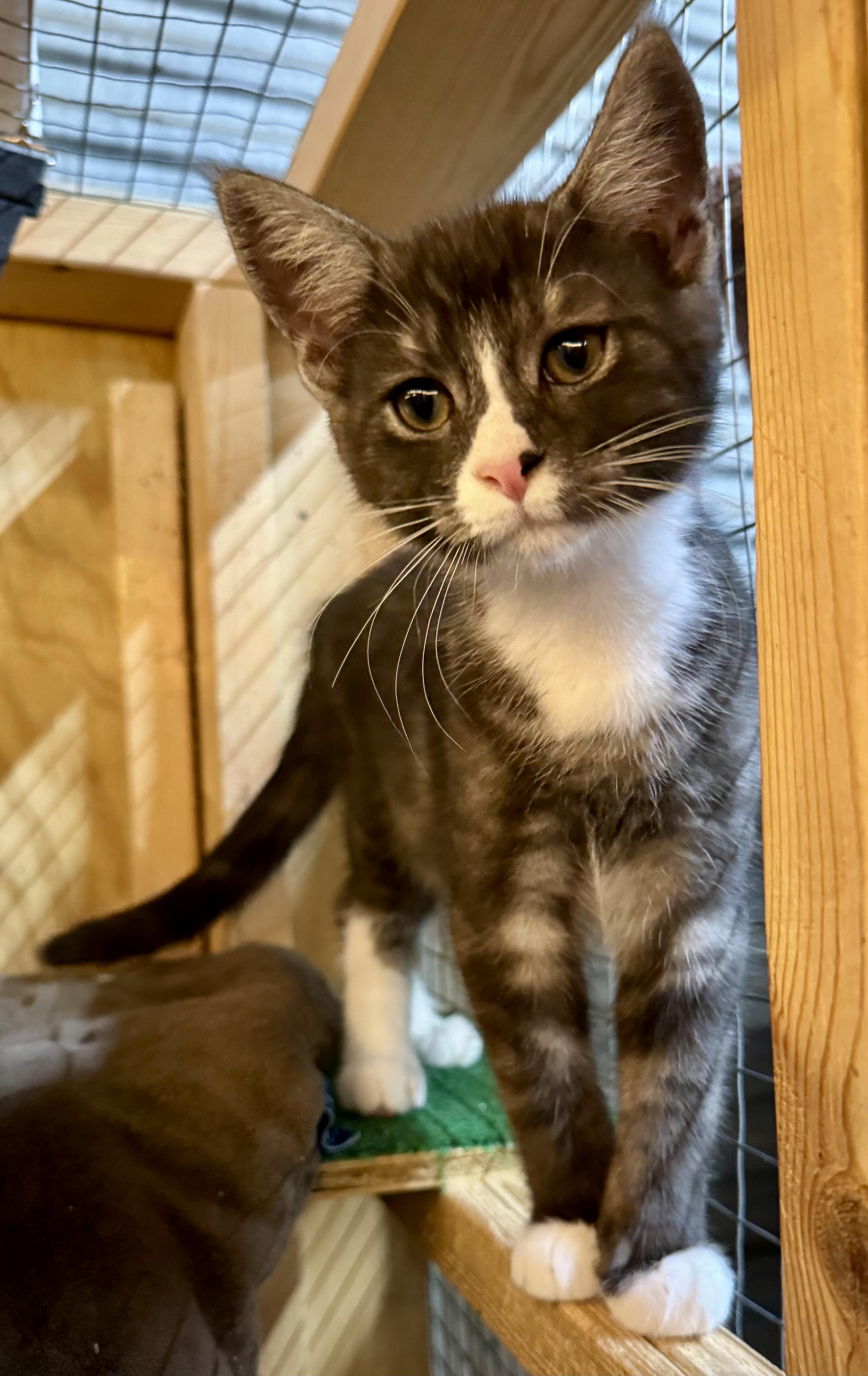 Enlarge Kai, a Adopted Domestic Short Hair in Centerville, GA image 3/3