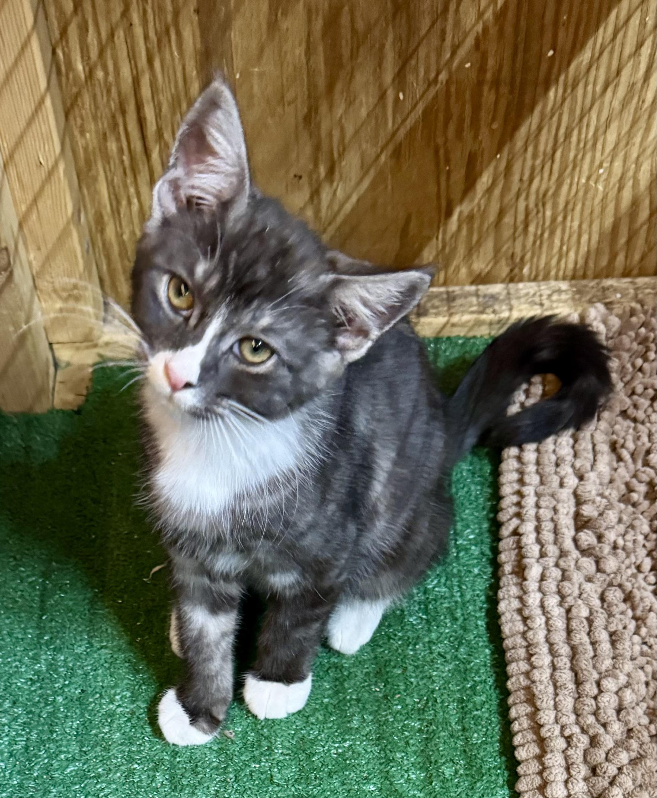 Enlarge Kai, a Adopted Domestic Short Hair in Centerville, GA image 2/3