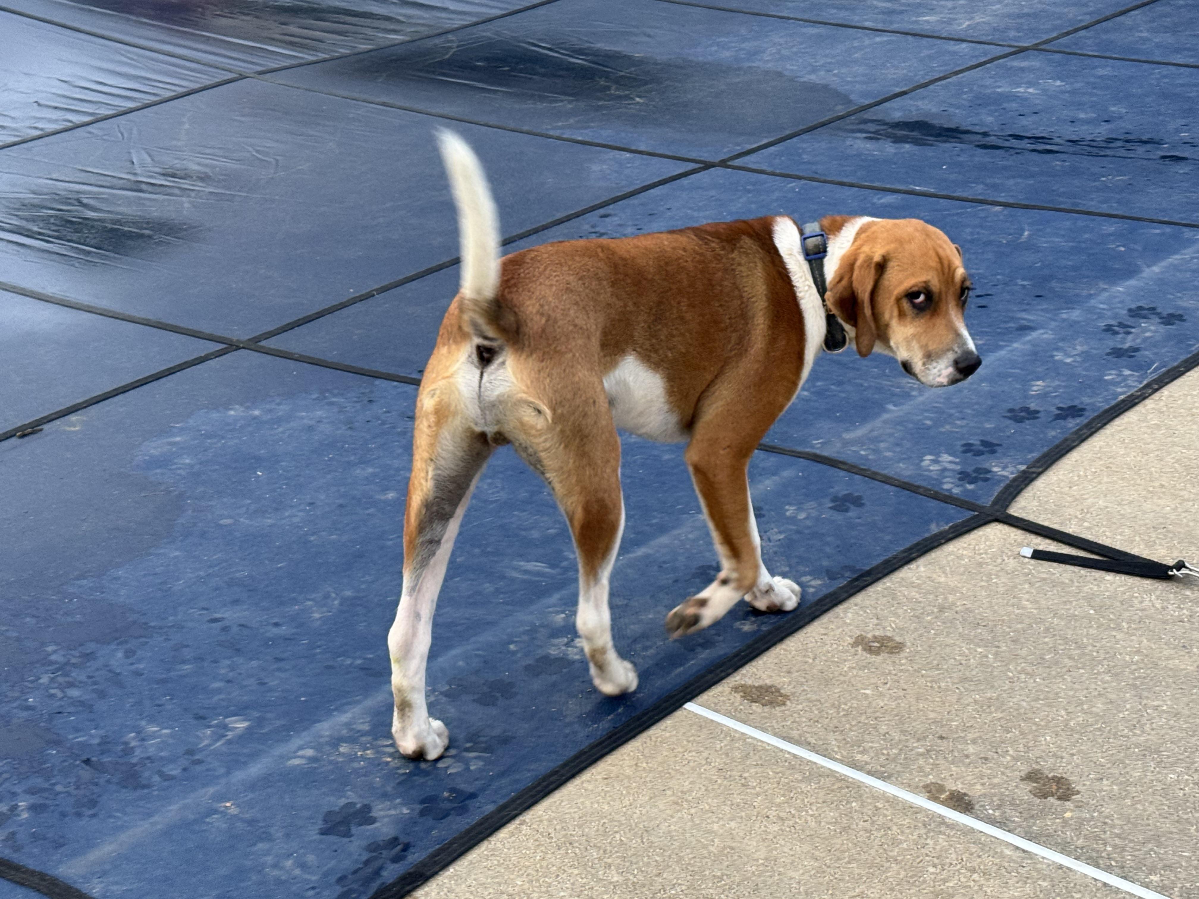 Colt, a Adoptable mixed breed in Grandy, NC image 1/3