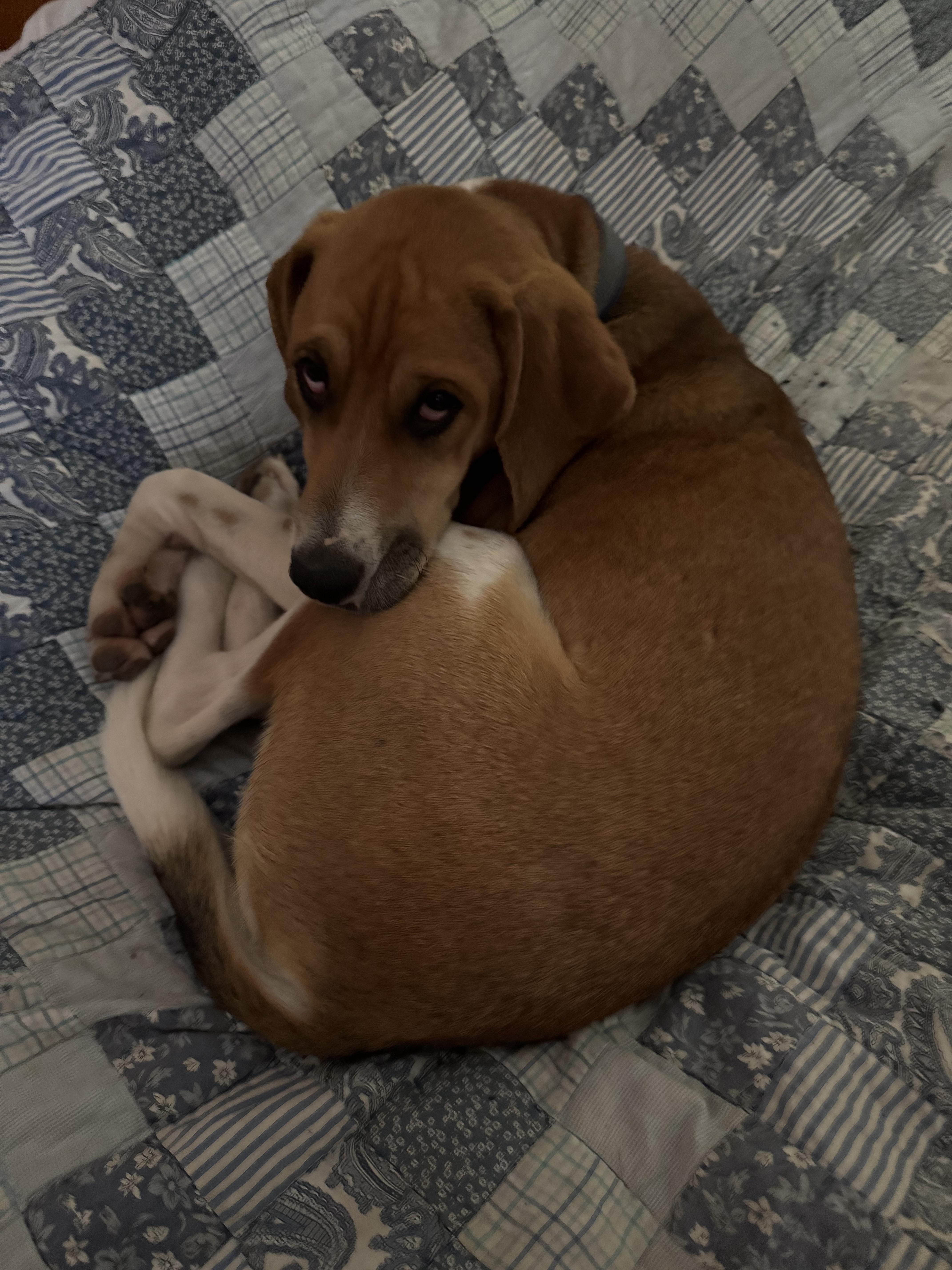 Colt photo 5