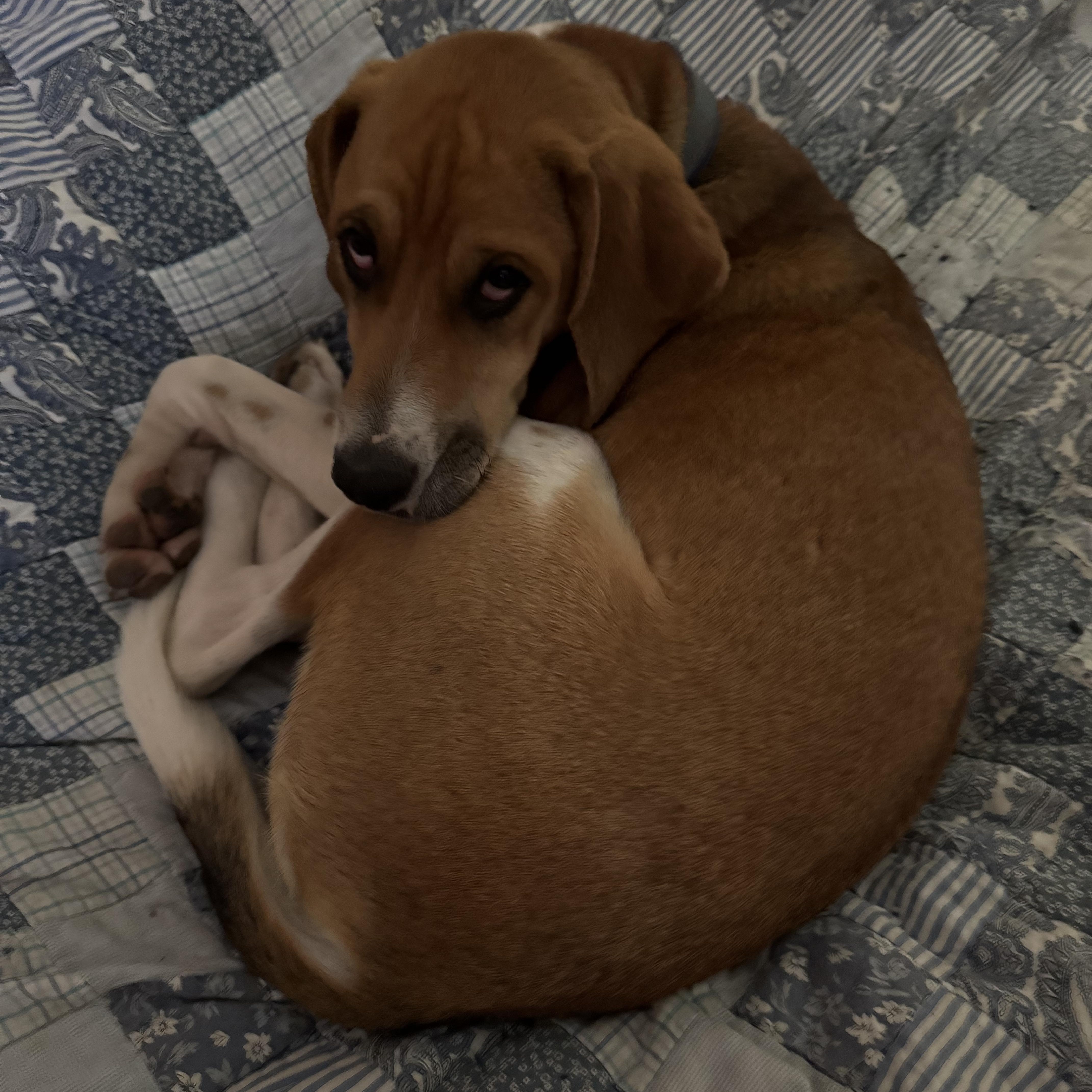 Colt, a Adoptable mixed breed in Grandy, NC image 2/3