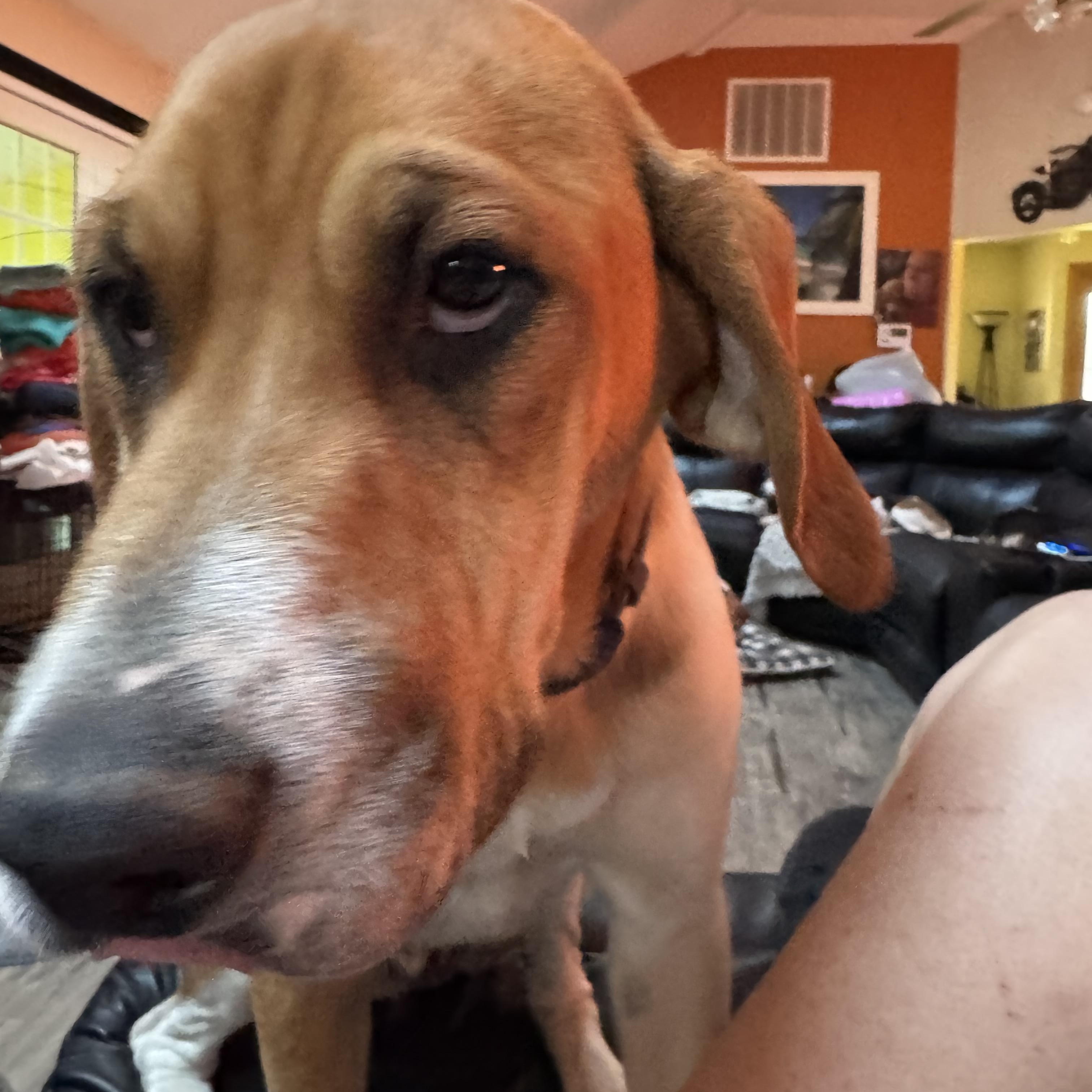 Colt, a Adoptable mixed breed in Grandy, NC image 3/3