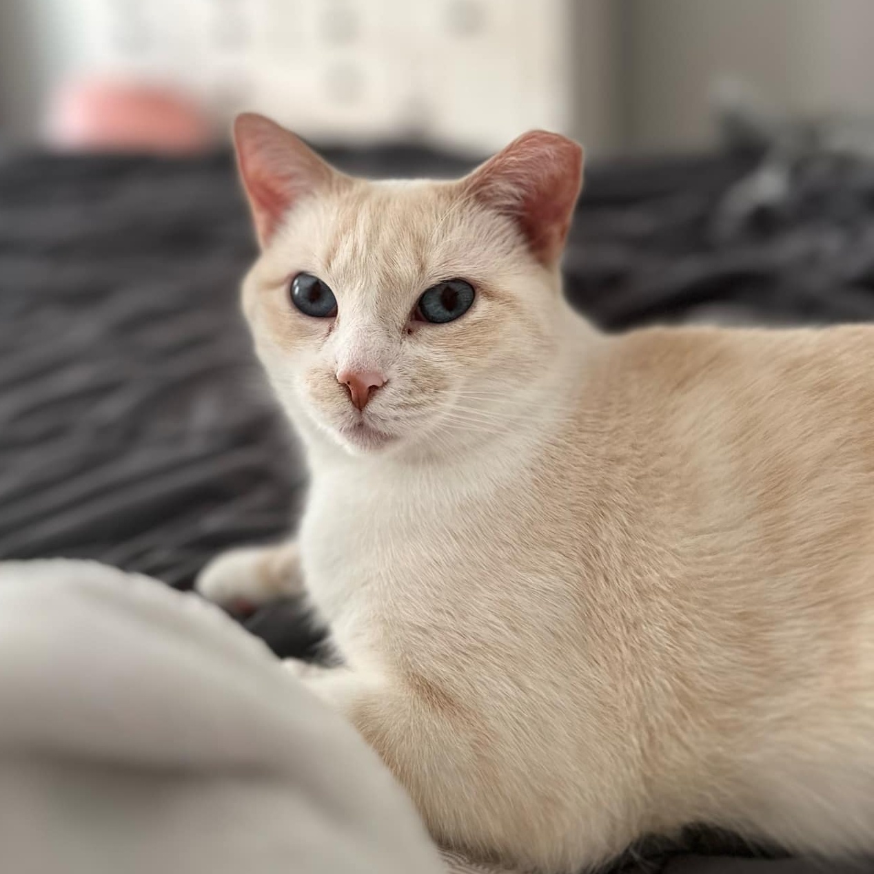 Enlarge Louise, a Adoptable Domestic Short Hair in Lexington, NC image 1/2