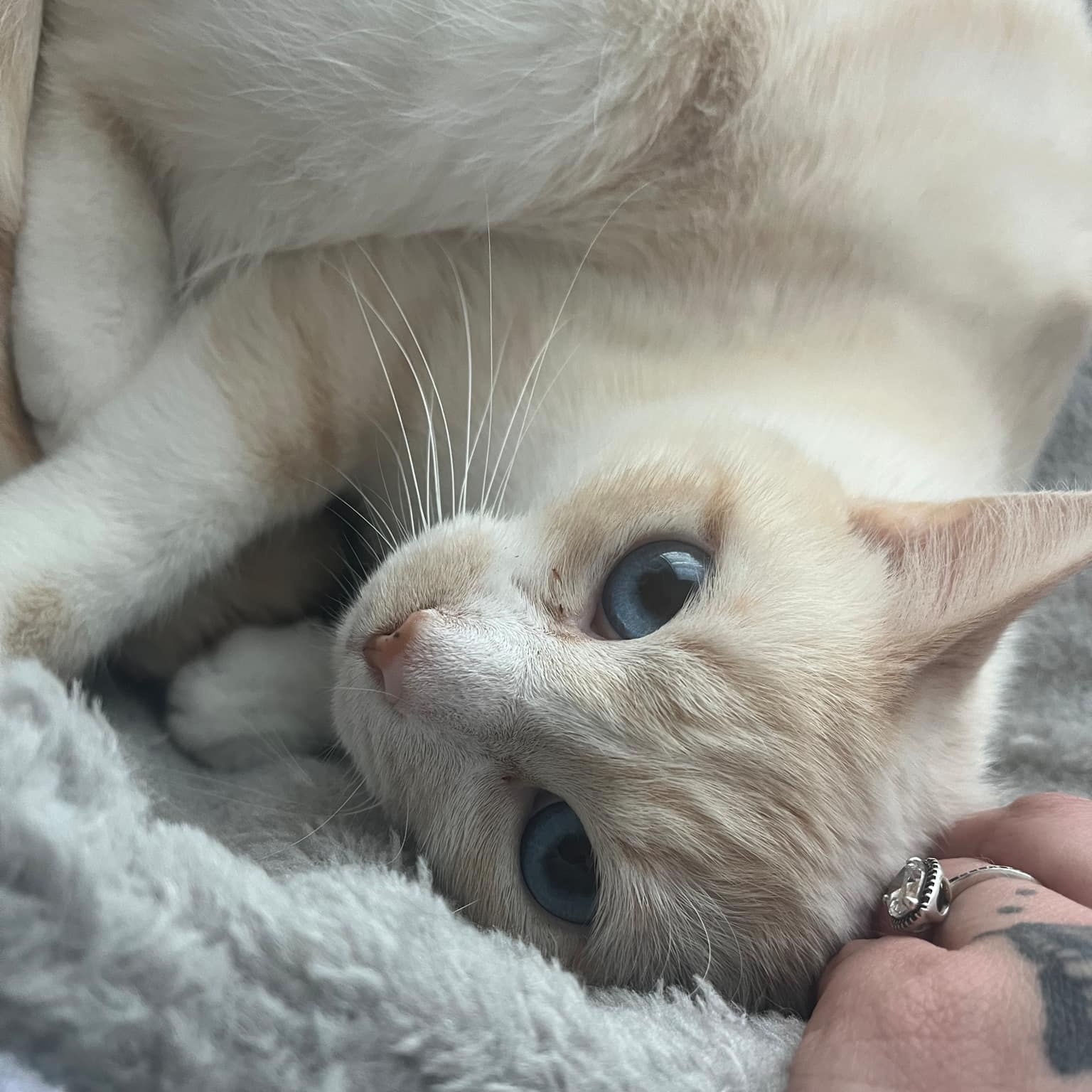 Enlarge Louise, a Adoptable Domestic Short Hair in Lexington, NC image 2/2