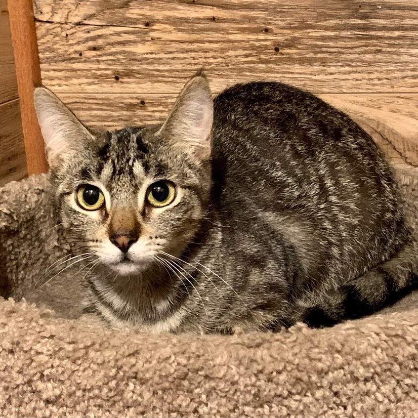 Enlarge Larry, a Adoptable Domestic Short Hair in North Tonawanda, NY image 3/12