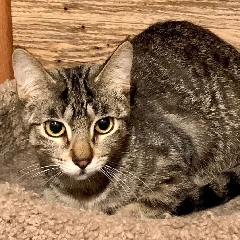 Enlarge Larry, a Adoptable Domestic Short Hair in North Tonawanda, NY image 5/12