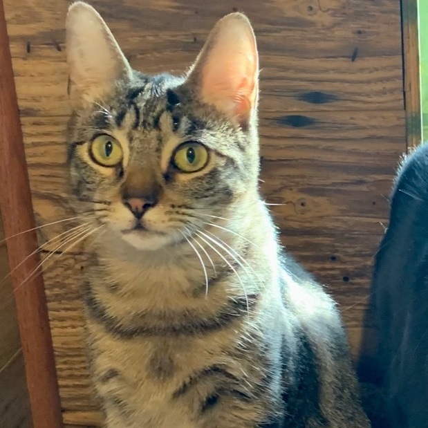 Enlarge Larry, a Adoptable Domestic Short Hair in North Tonawanda, NY image 6/12