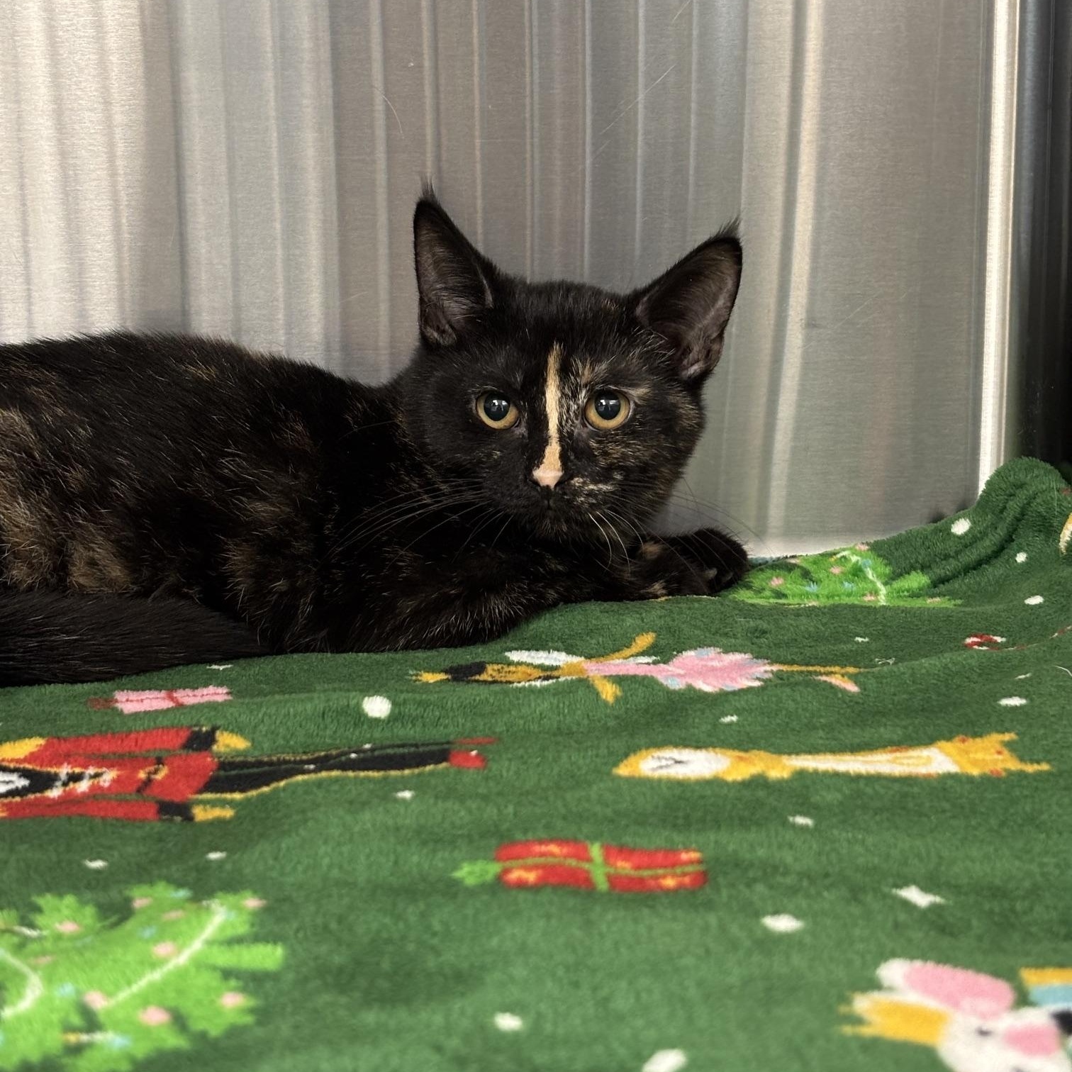 Raya, ADOPTABLE, Kitten Female Domestic Short Hair.