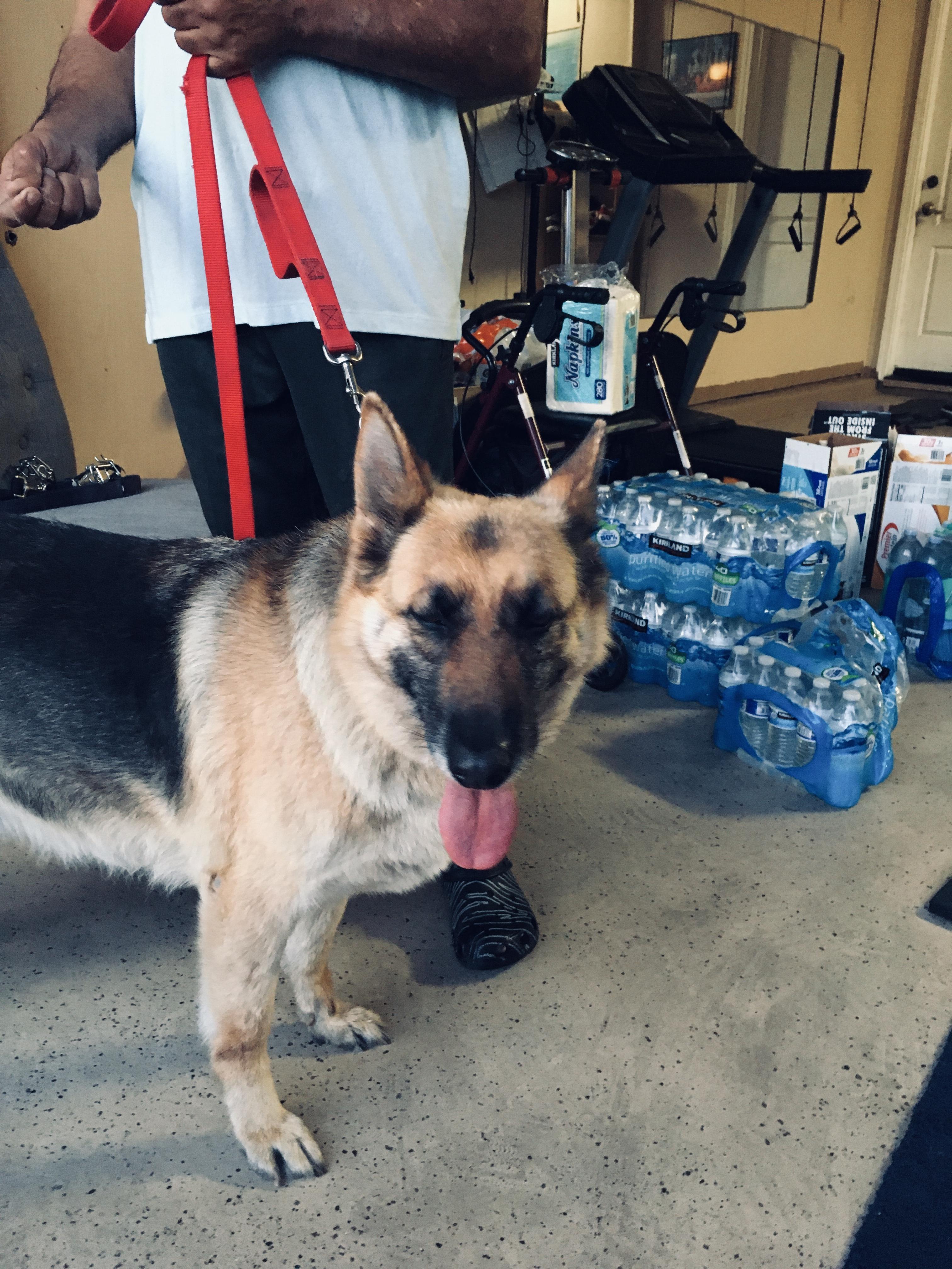 Enlarge RUBY, a Adoptable German Shepherd Dog in Pittsburg, CA image 4/6