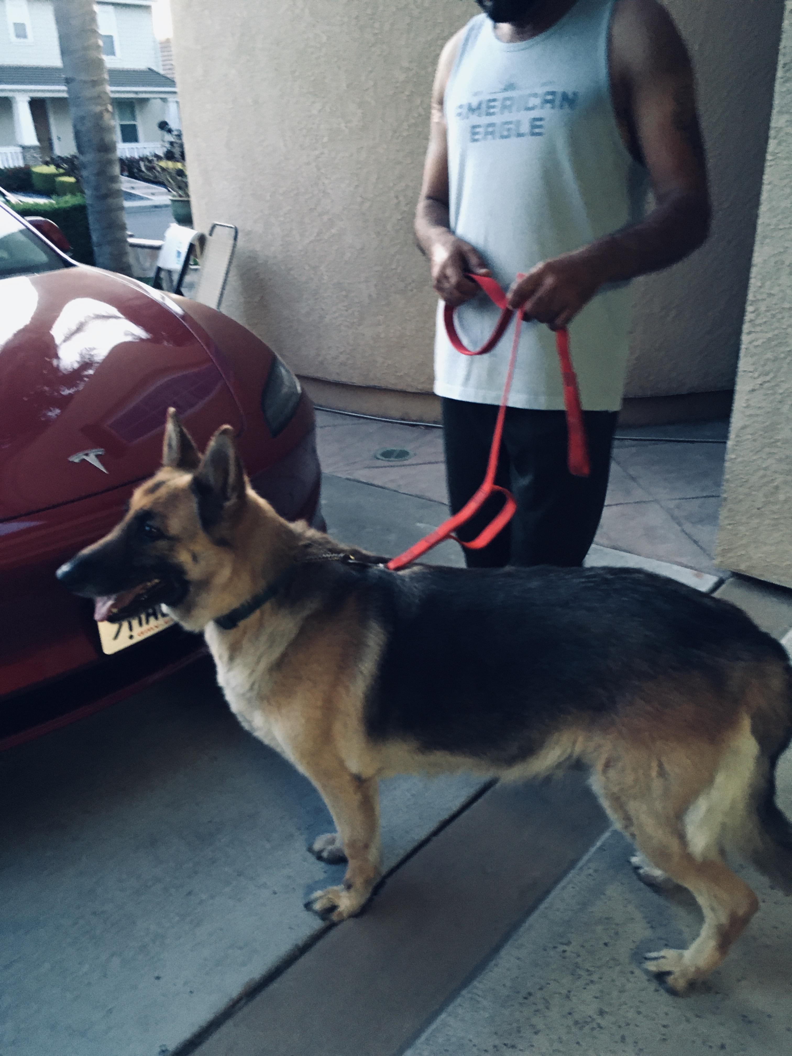 Enlarge RUBY, a Adoptable German Shepherd Dog in Pittsburg, CA image 5/6