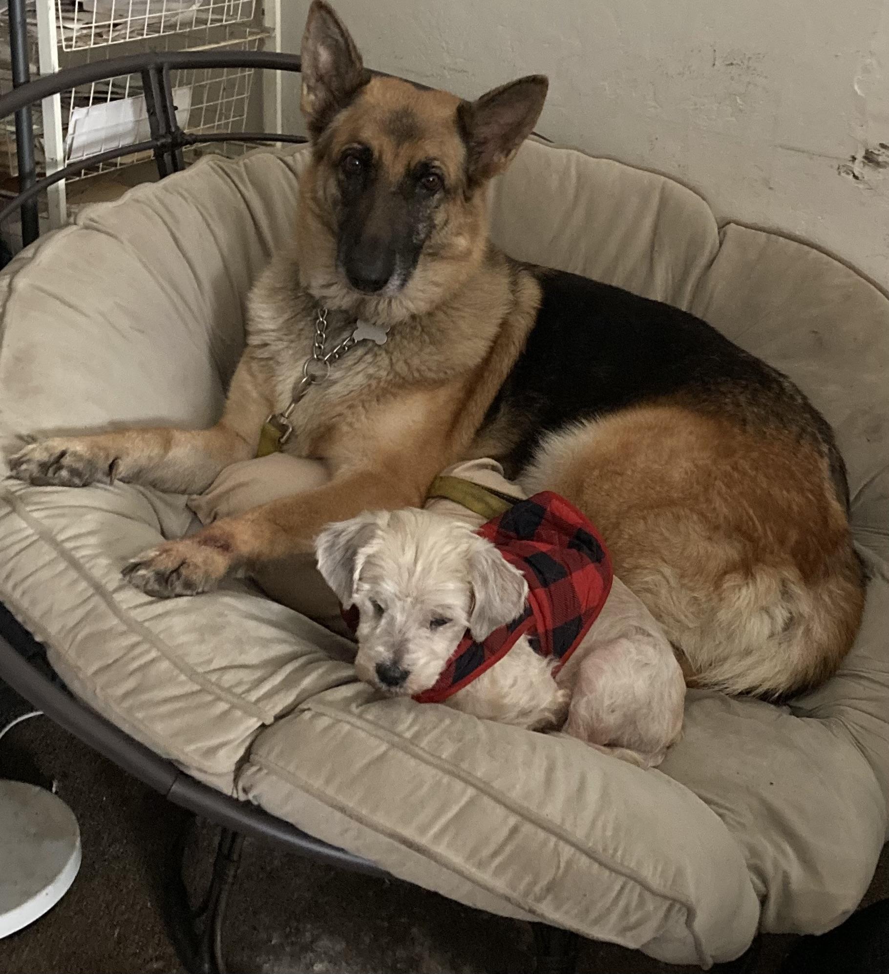 Enlarge RUBY, a Adoptable German Shepherd Dog in Pittsburg, CA image 2/6