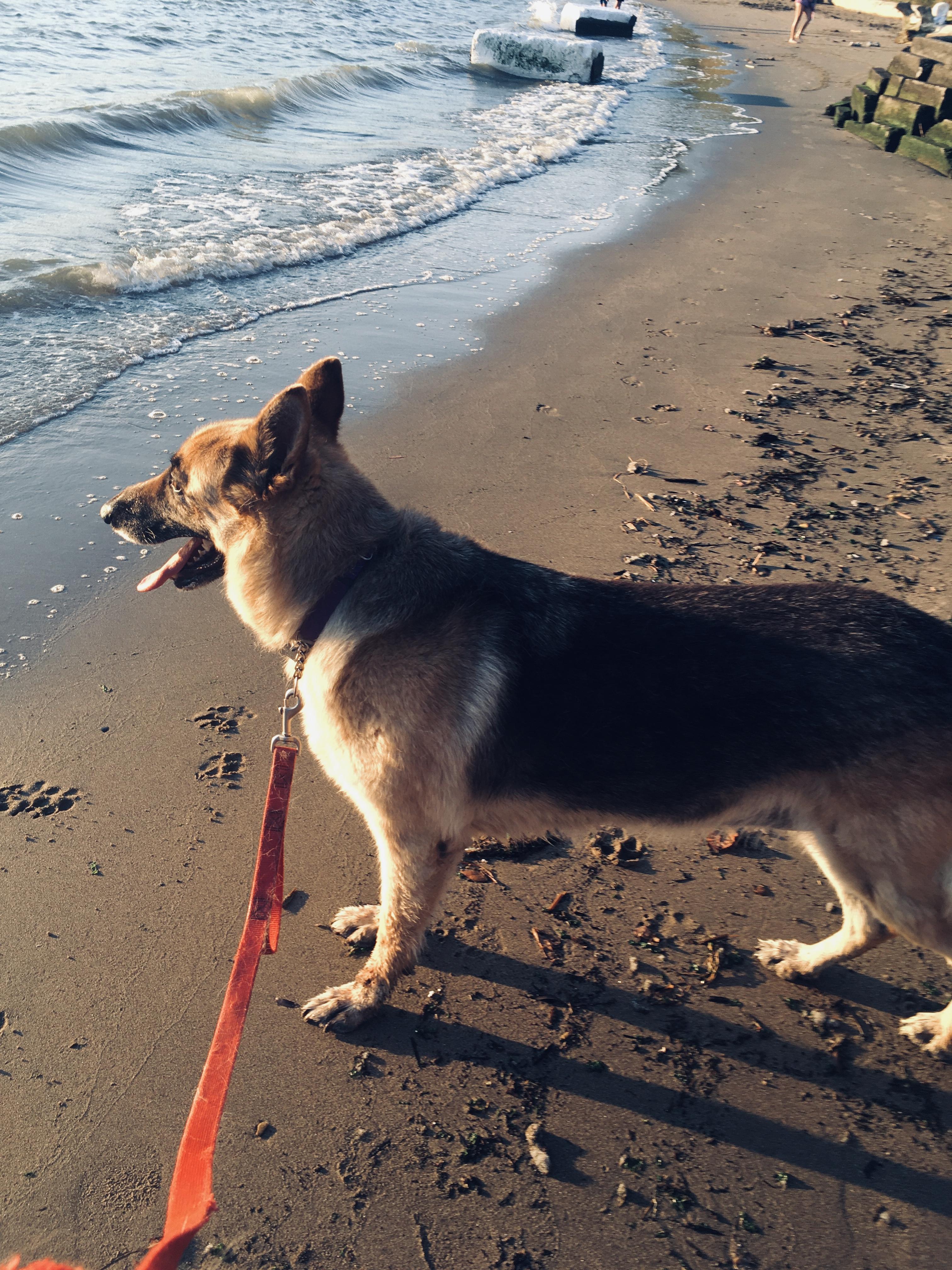 Enlarge RUBY, a Adoptable German Shepherd Dog in Pittsburg, CA image 2/6