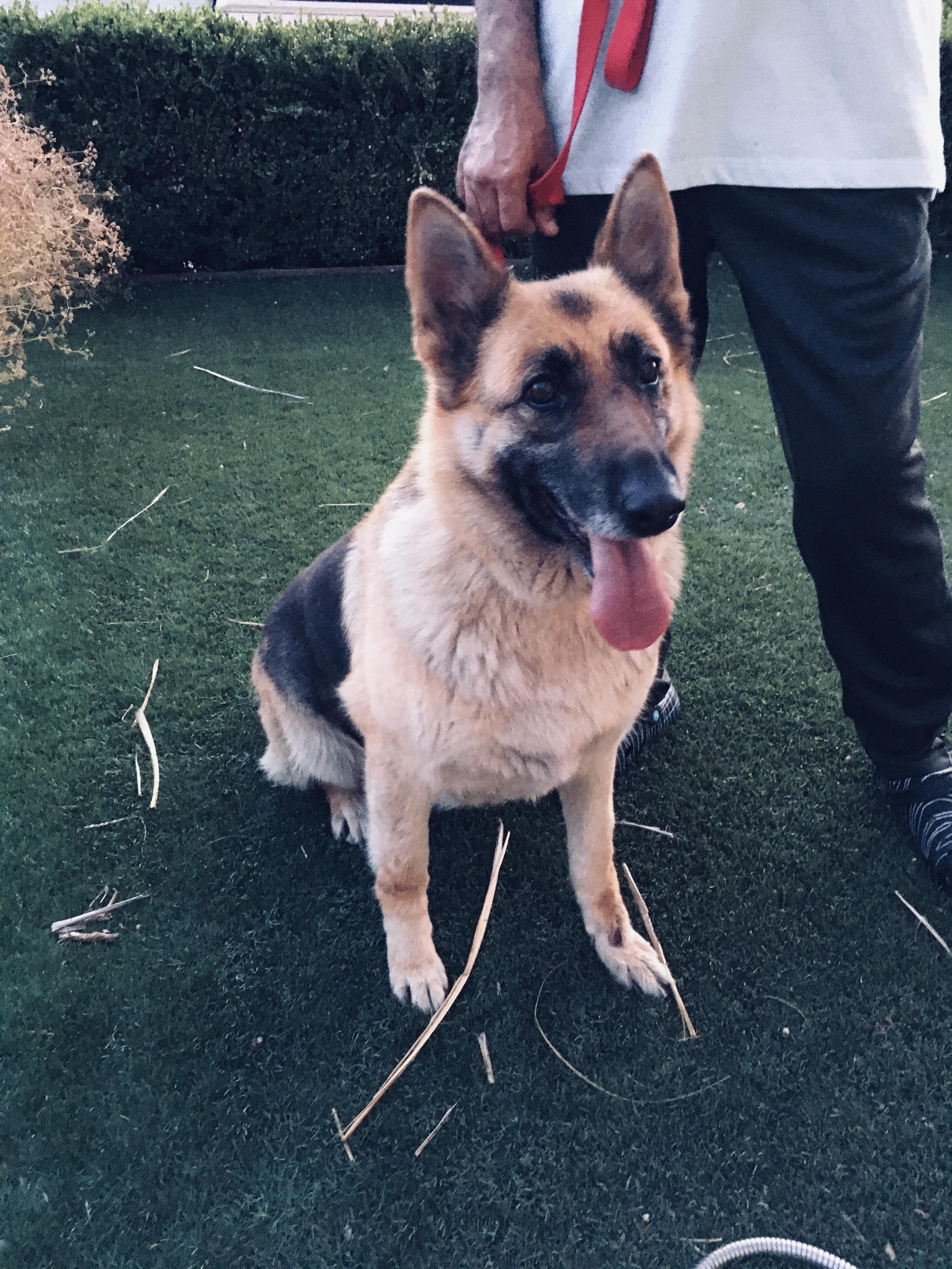 Enlarge RUBY, a Adoptable German Shepherd Dog in Pittsburg, CA image 6/6