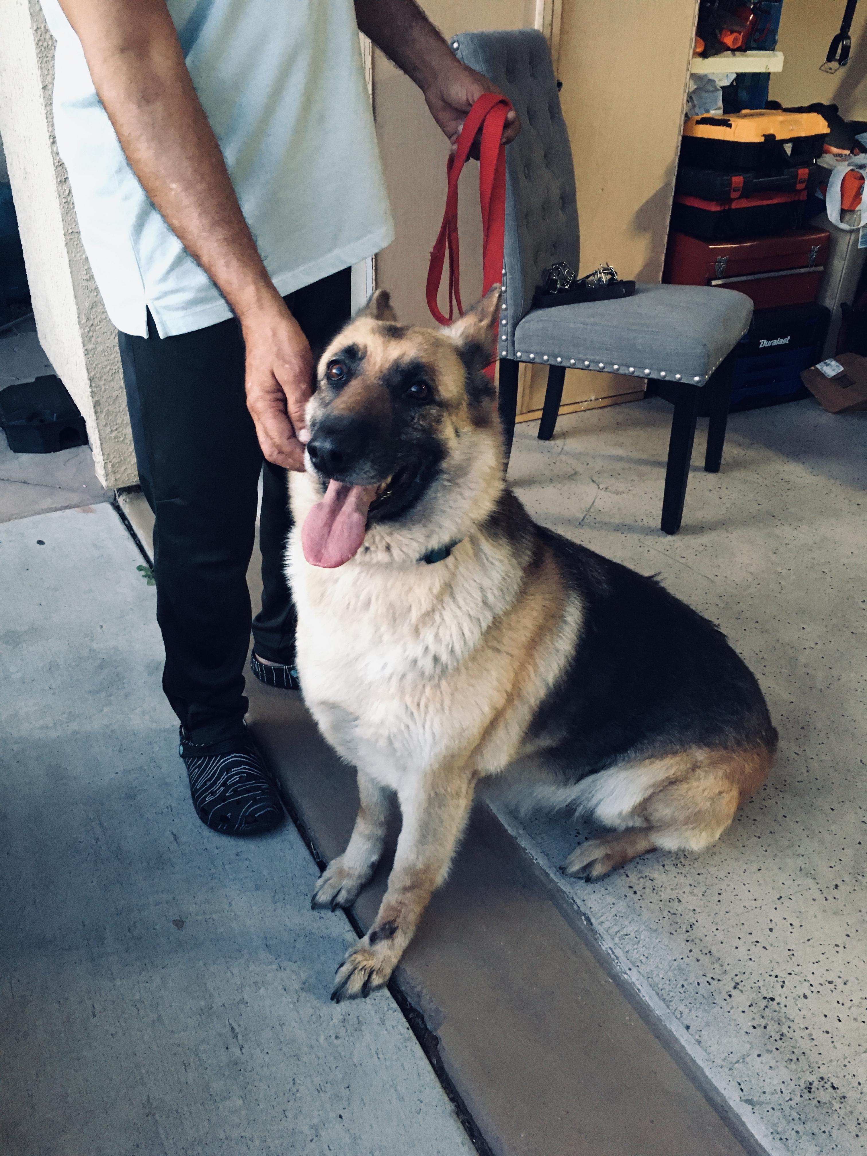 Enlarge RUBY, a Adoptable German Shepherd Dog in Pittsburg, CA image 1/6