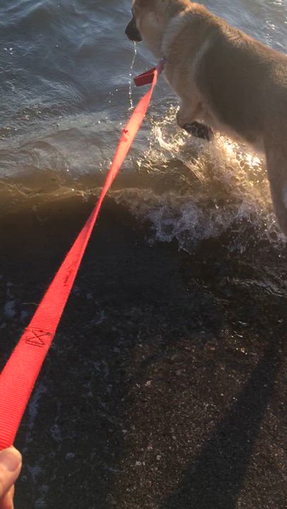 Enlarge RUBY, a Adoptable German Shepherd Dog in Pittsburg, CA video 3/6