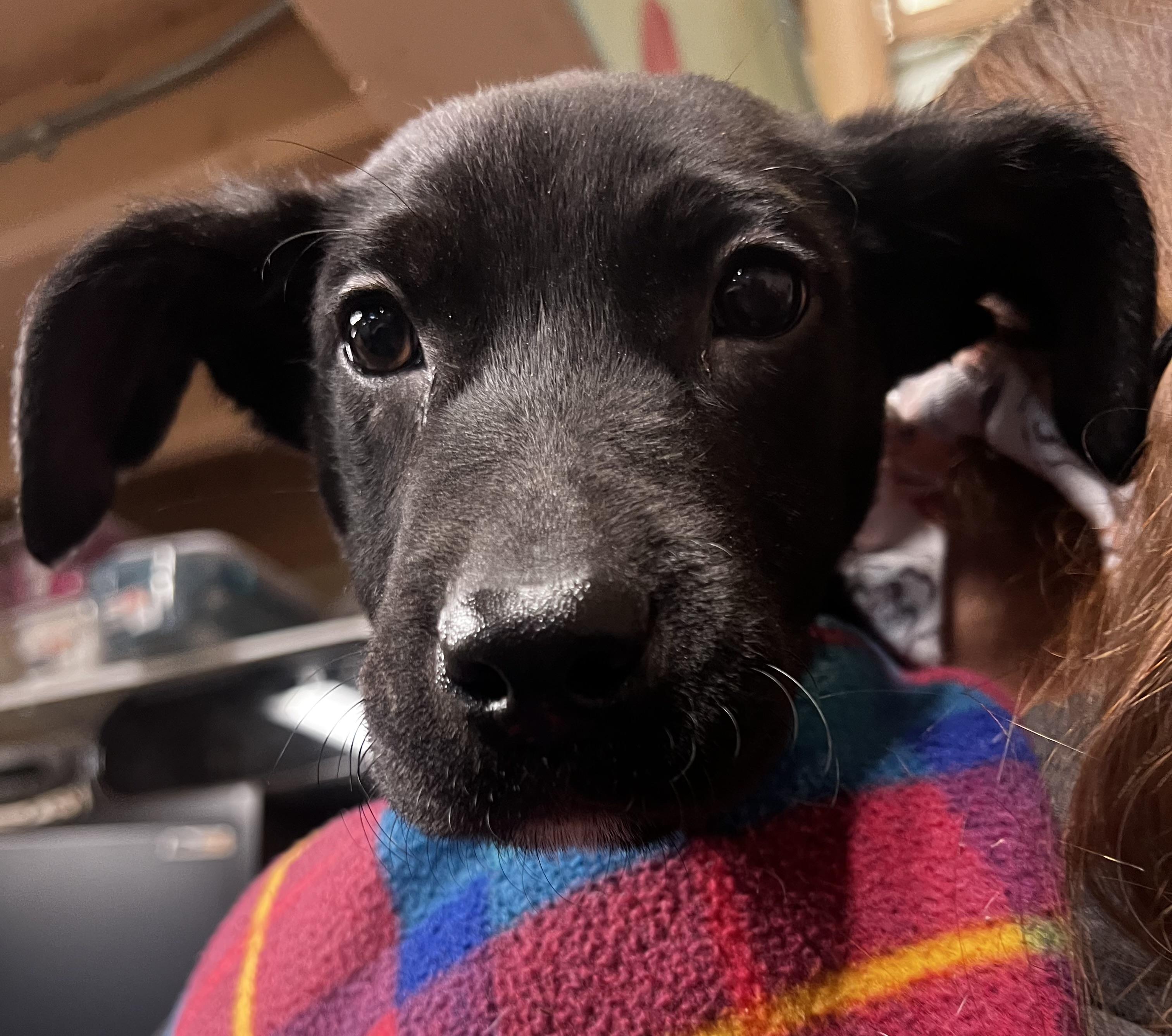 Olaf, ADOPTABLE, Puppy Male Black Labrador Retriever.